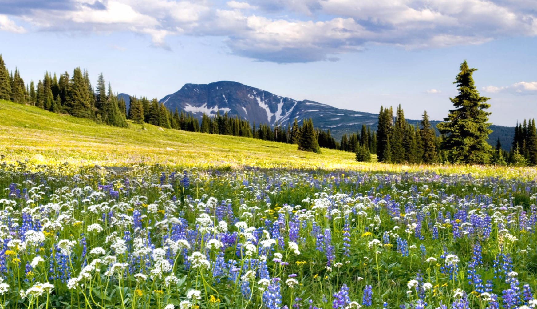 Landscape Nature Flower Field wallpapers HD quality