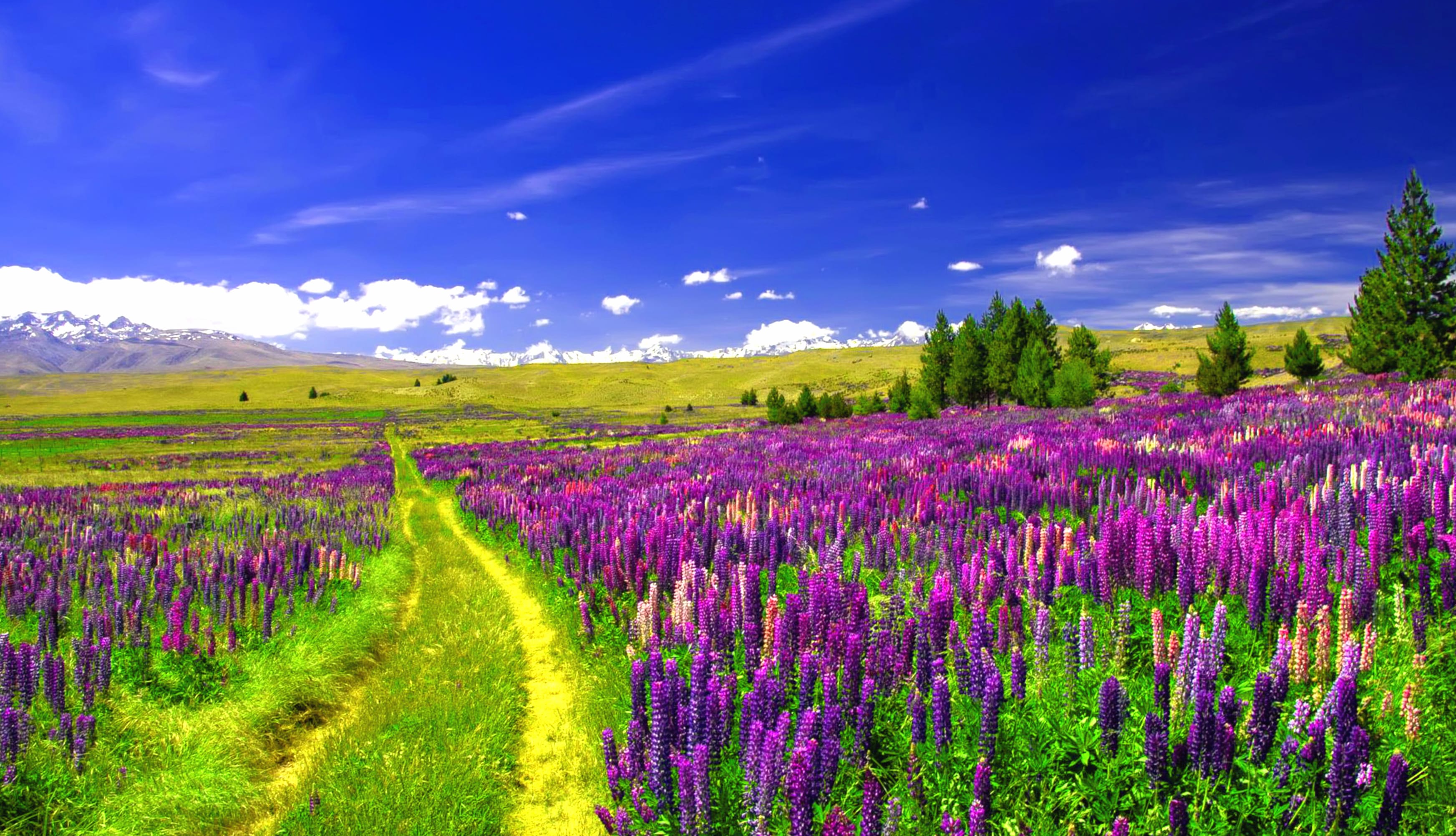 Landscape Purple Flower Path Field Flower Nature Lupine at 2048 x 2048 iPad size wallpapers HD quality