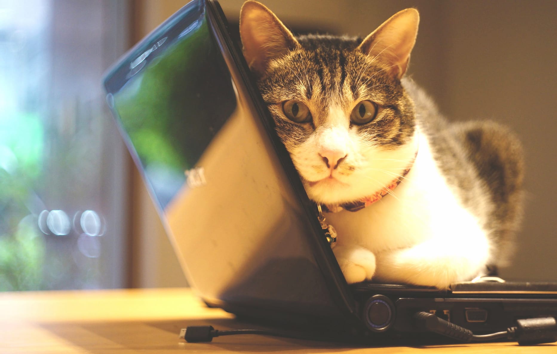 Laptop Animal Cat wallpapers HD quality