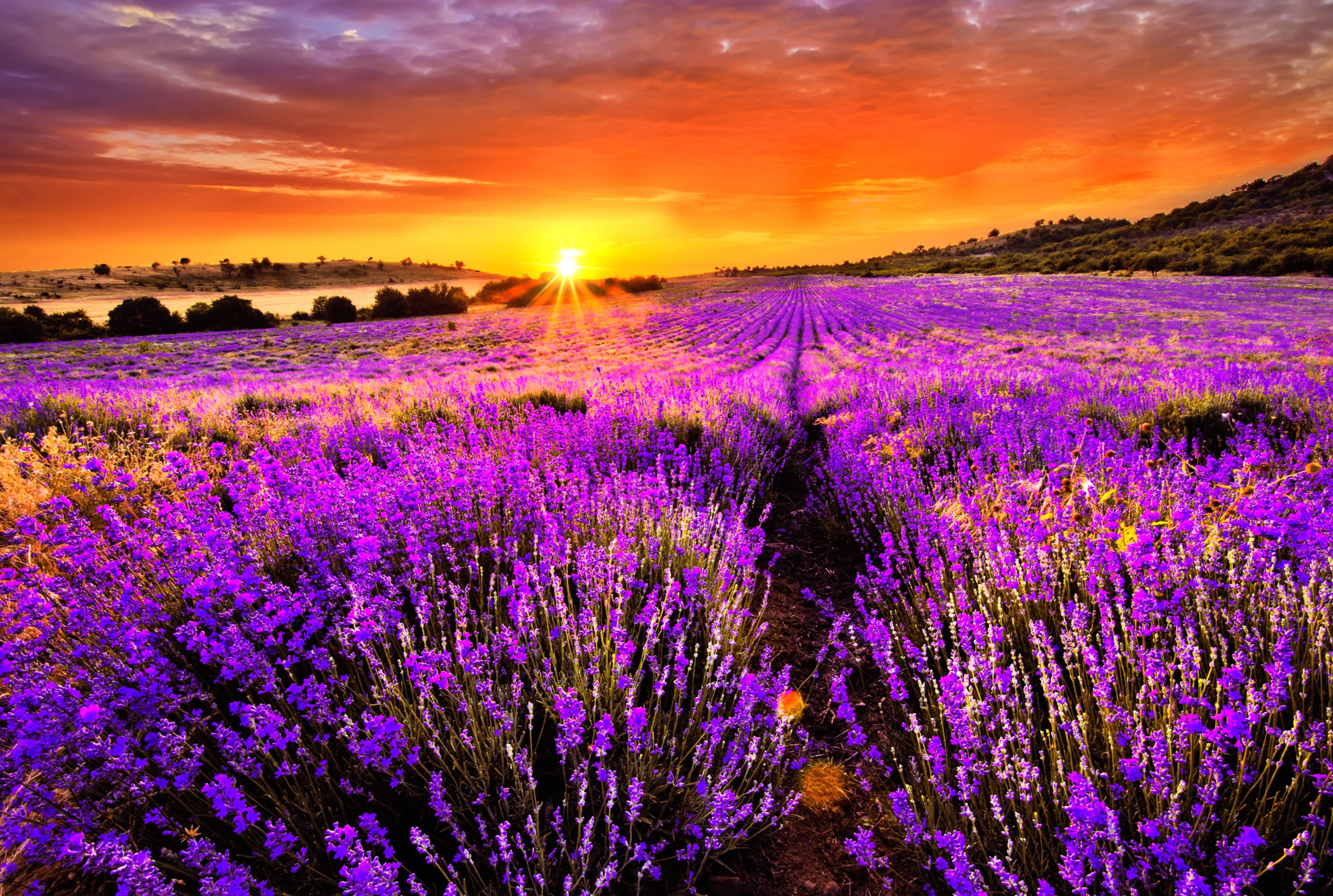 Lavender Fields at Sunrise - wallpapers HD quality