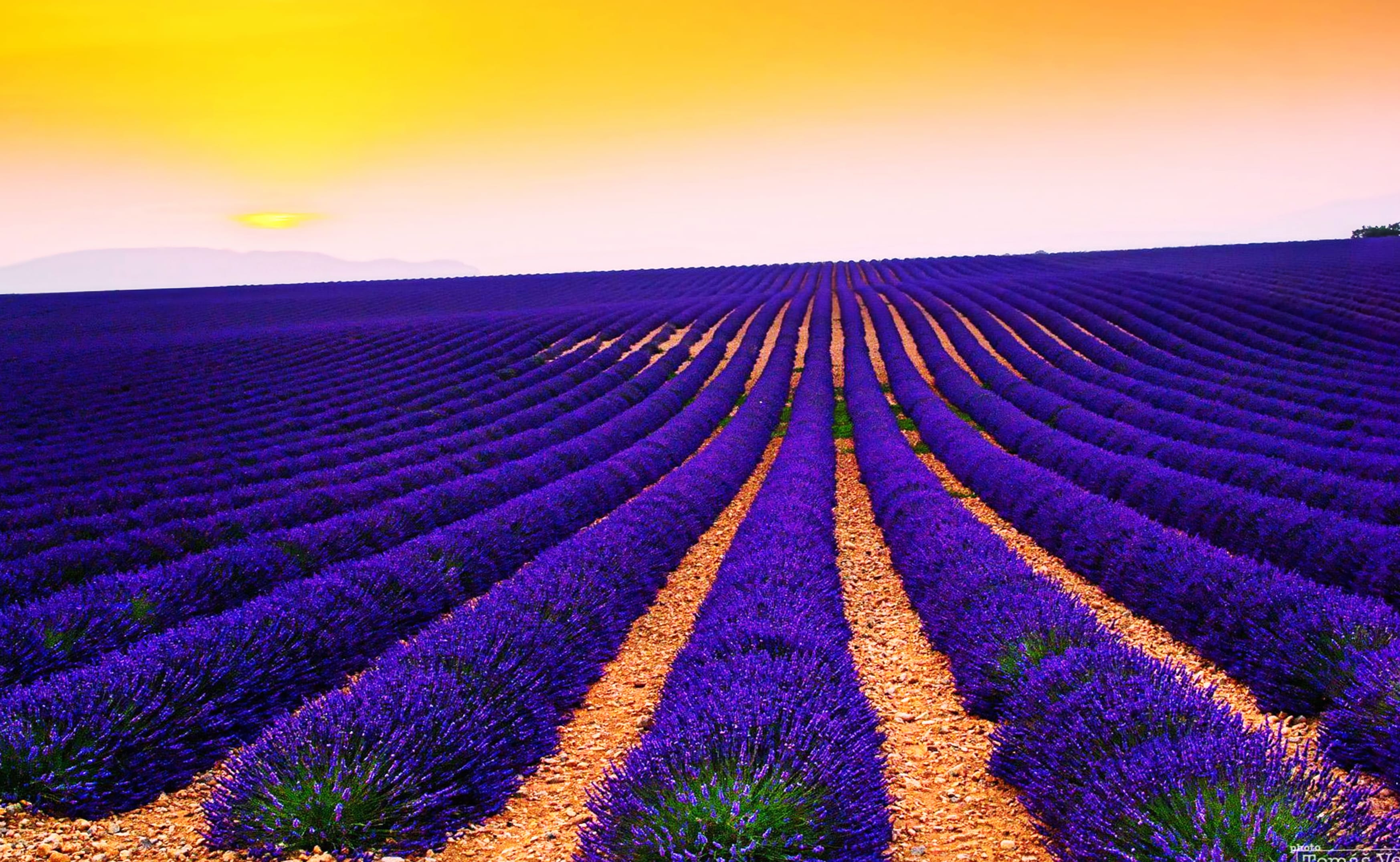 Lavender Fields at Sunset - wallpapers HD quality