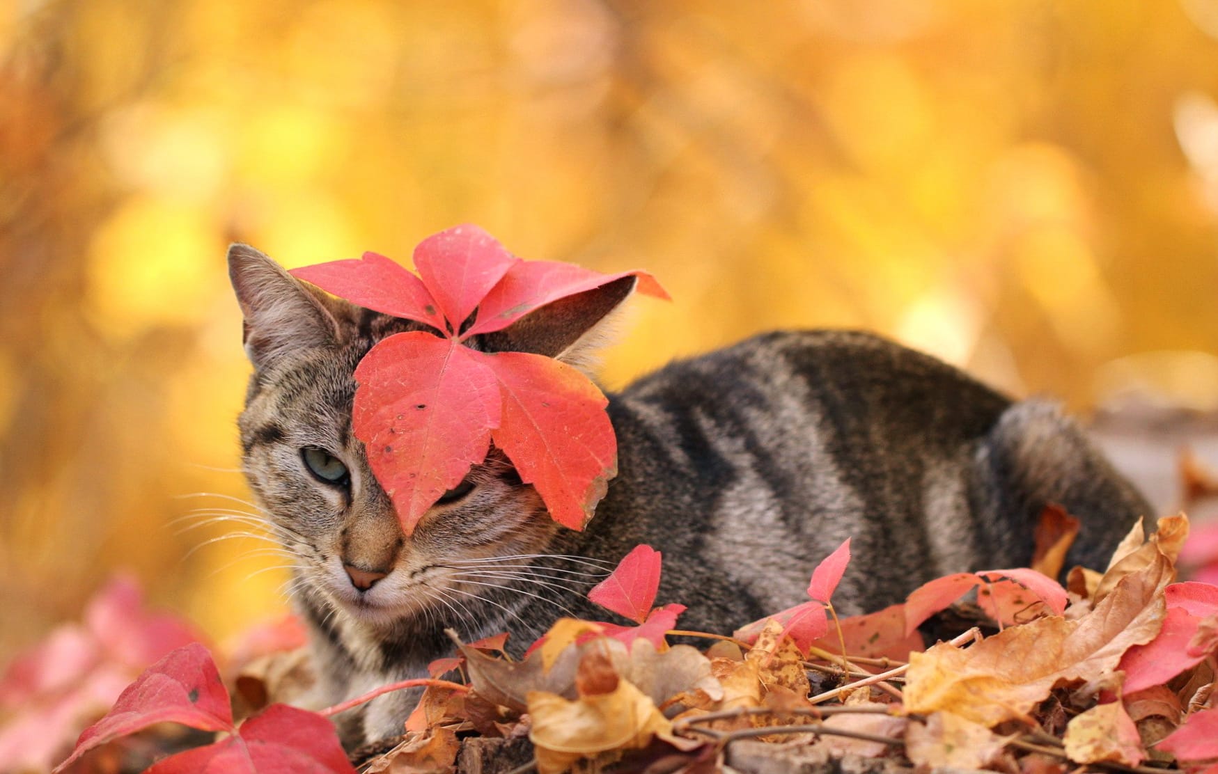 Leaf Animal Cat wallpapers HD Leaf Animal Cat wallpapers HD quality