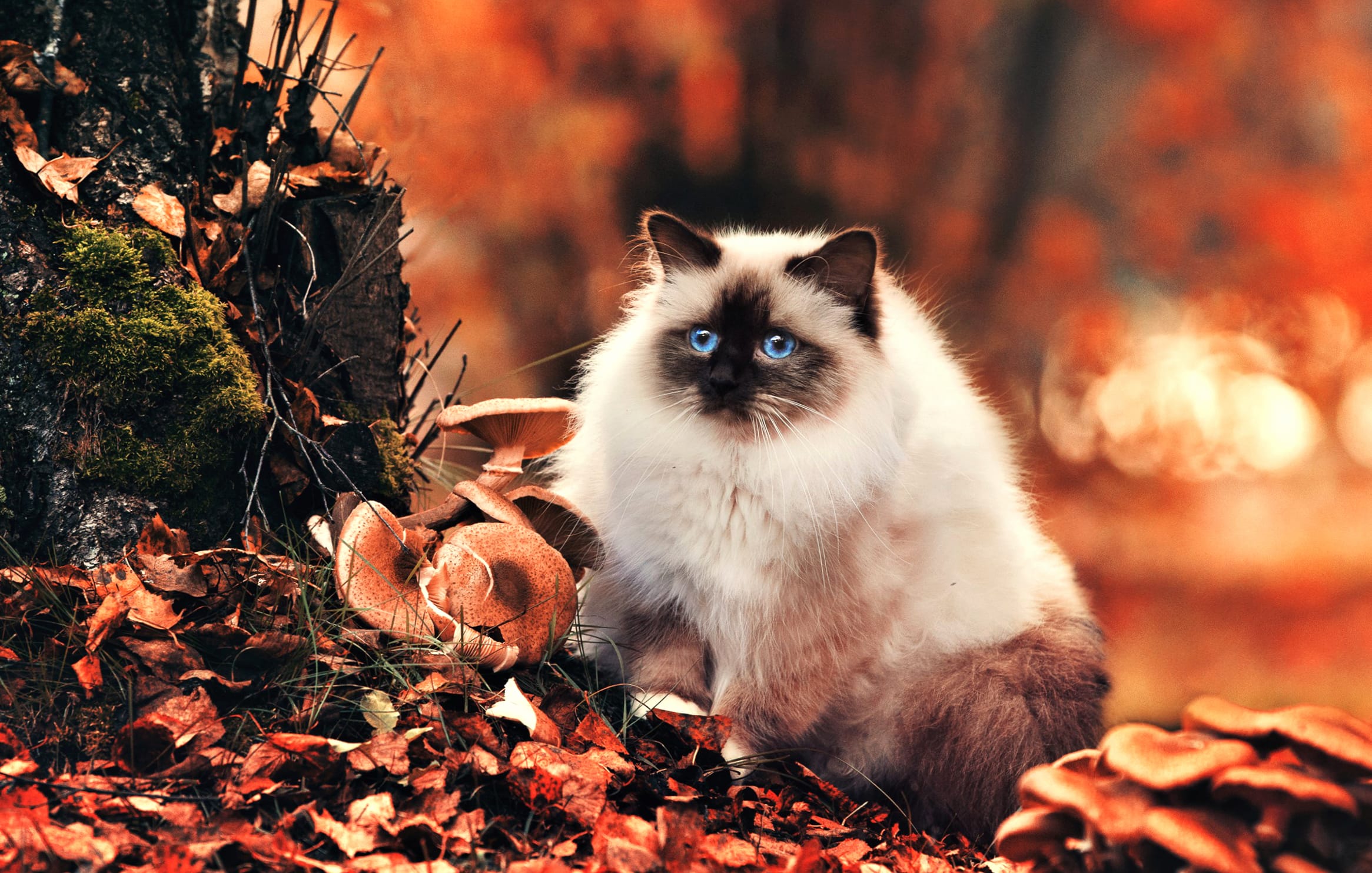 Leaf Fall Blue Eyes Himalayan Cat Animal Cat wallpapers HD quality