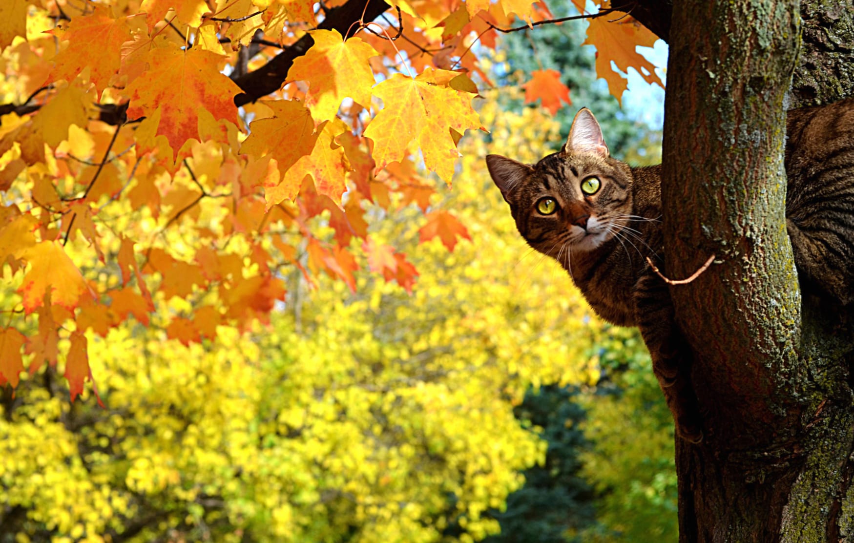 Leaf Nature Season Fall Animal Cat wallpapers HD quality