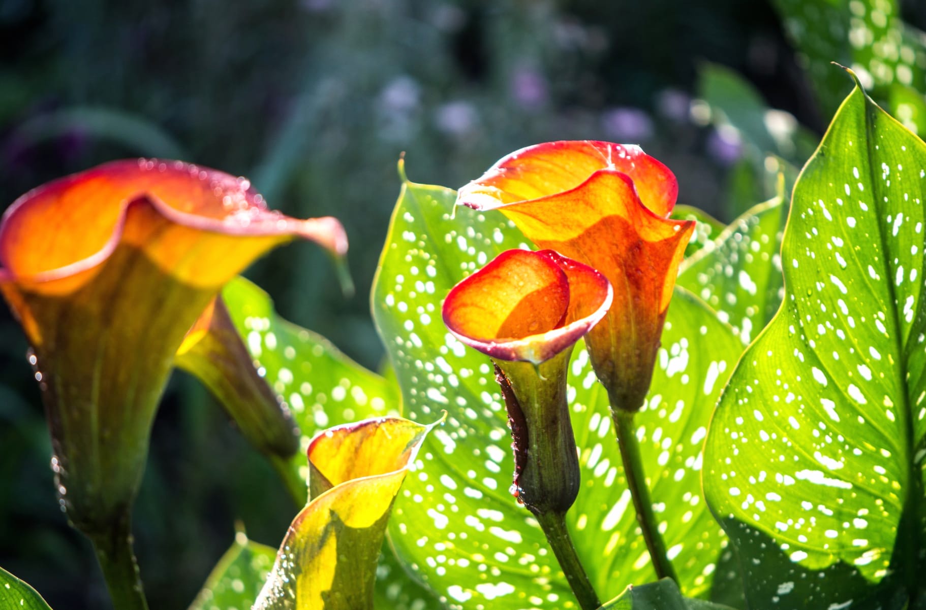 Leaf Orange Flower Flower Nature Calla Lily at 320 x 480 iPhone size wallpapers HD quality