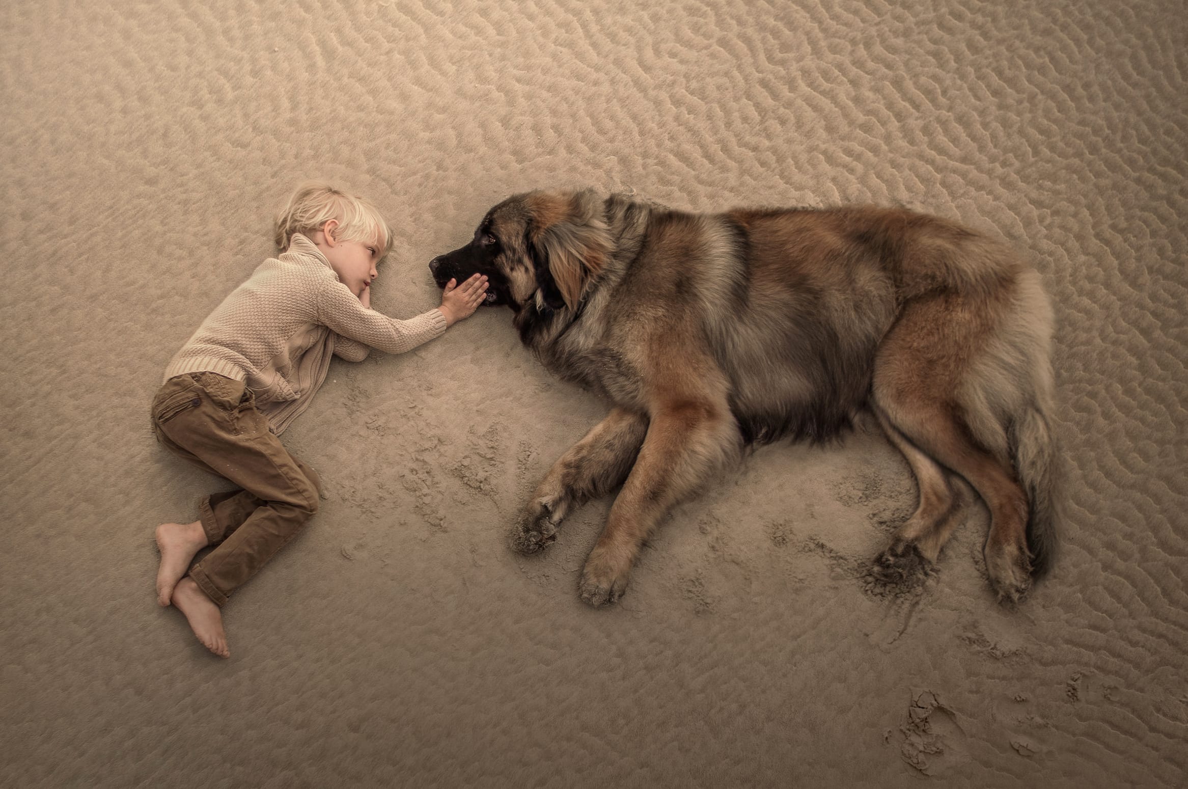 Leonberger and Child at Rest - wallpapers HD quality