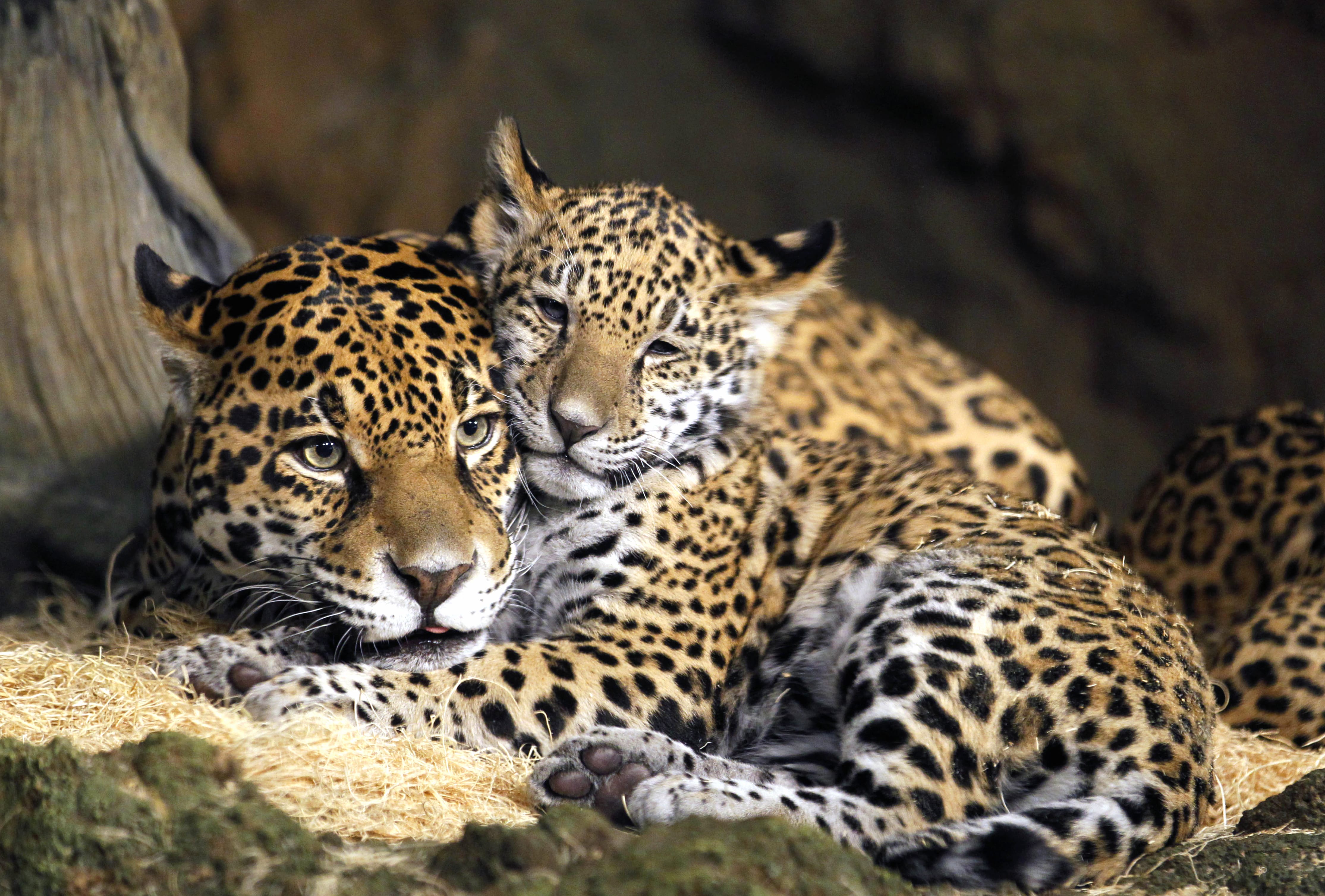 Leopard Cubs - at 320 x 480 iPhone size wallpapers HD quality