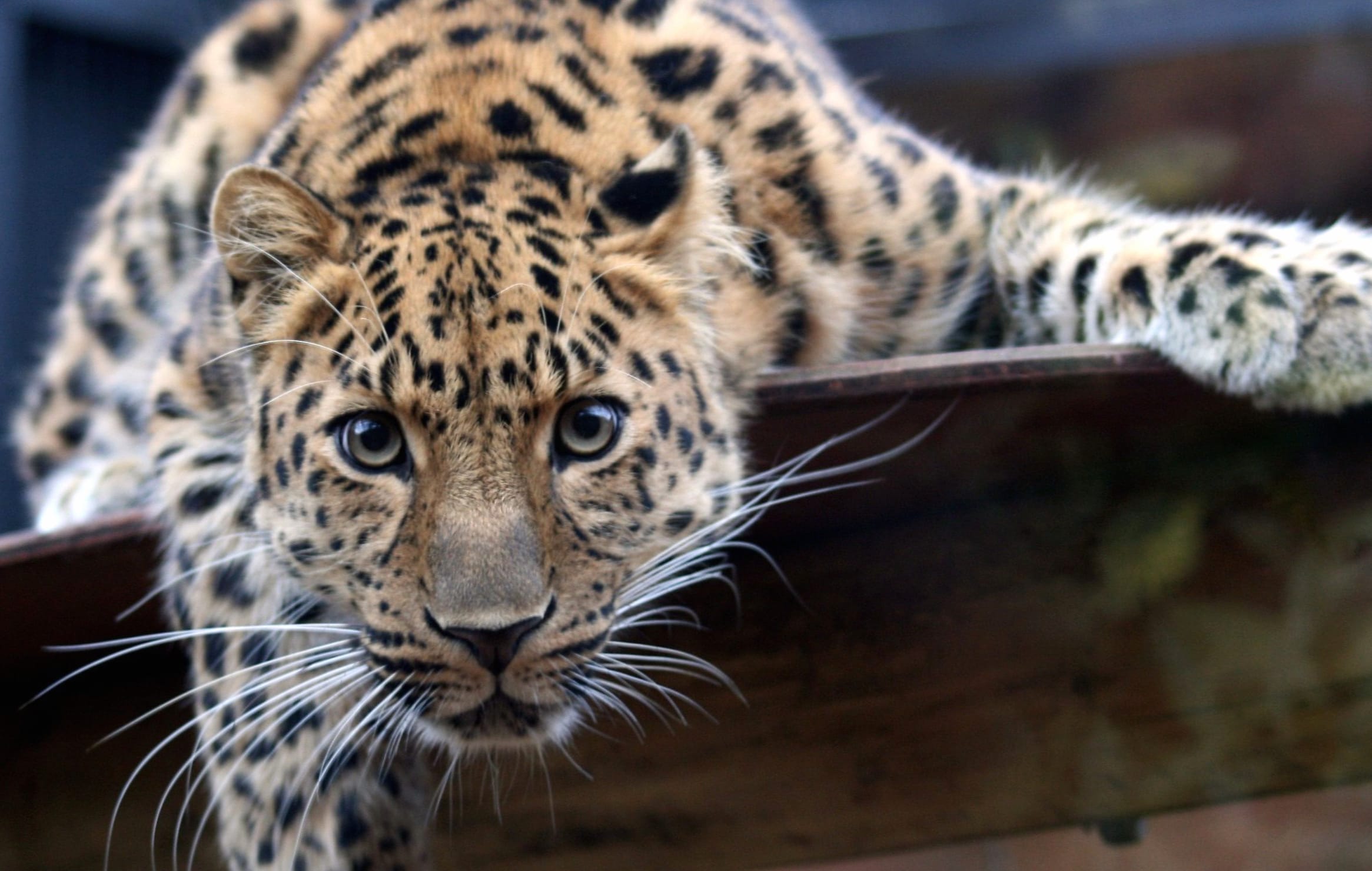 Leopard Gaze wallpapers HD Leopard Gaze wallpapers HD quality