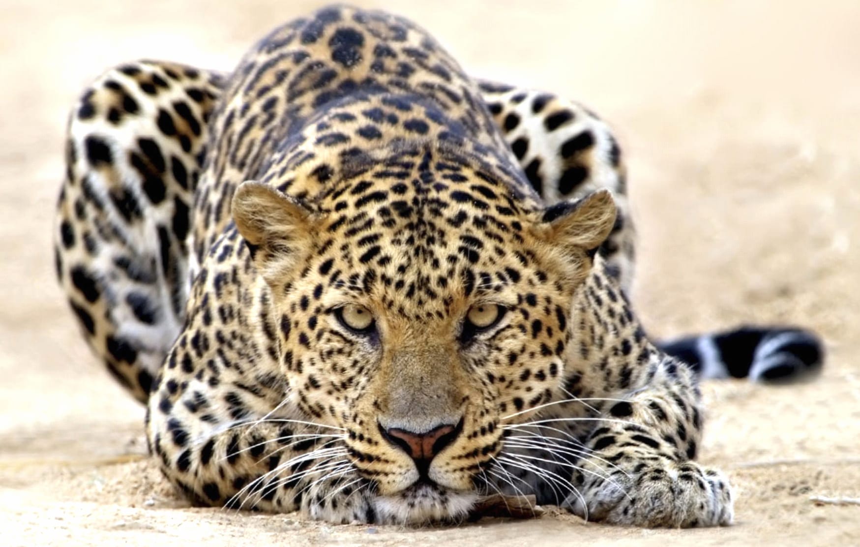 Leopard in Focus at 1280 x 960 size wallpapers HD quality