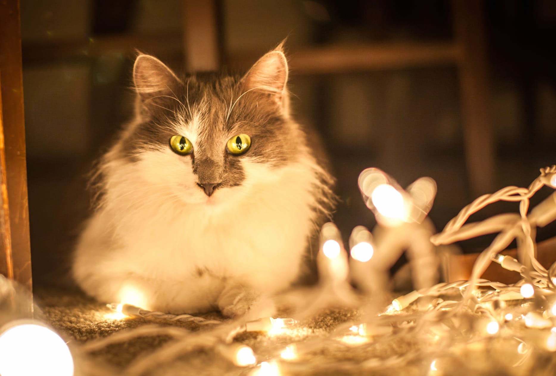 Light Stare Animal Cat at 1920 x 1080 HD size wallpapers HD quality