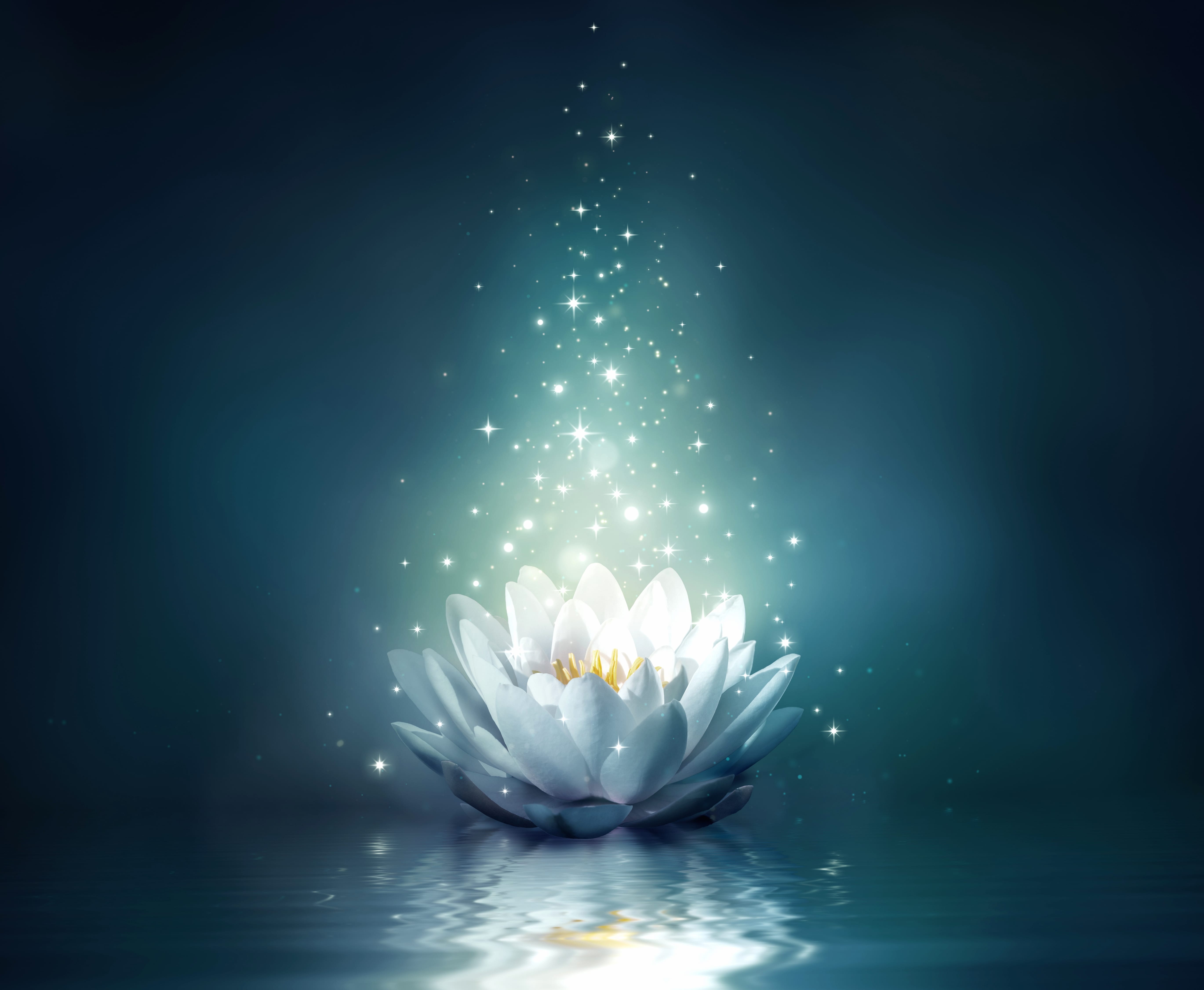 Light Water Water Lily Artistic Flower at 750 x 1334 iPhone 6 size wallpapers HD quality