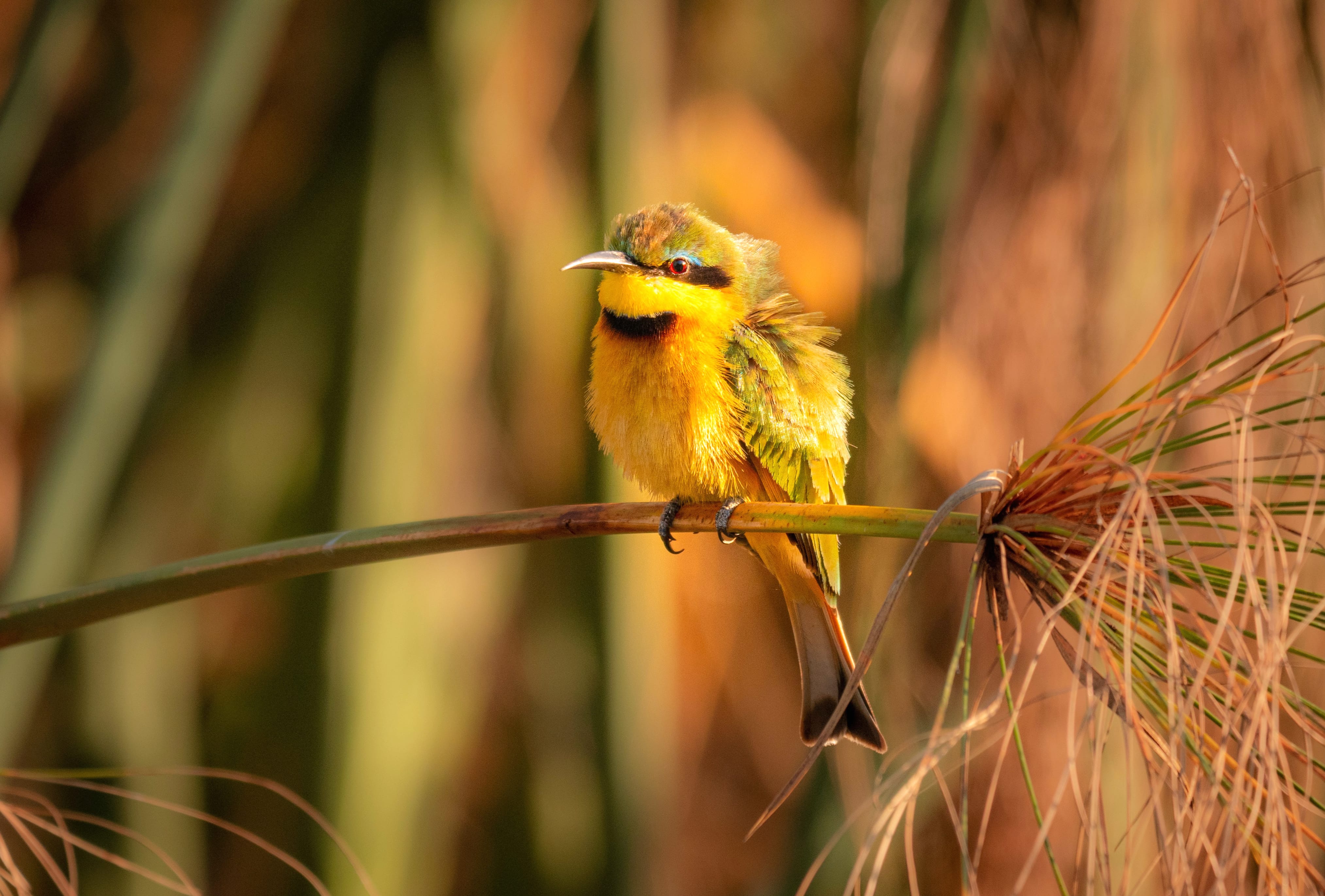 Little Bee-eater Animal Bee-eater Bee-eater wallpapers HD quality