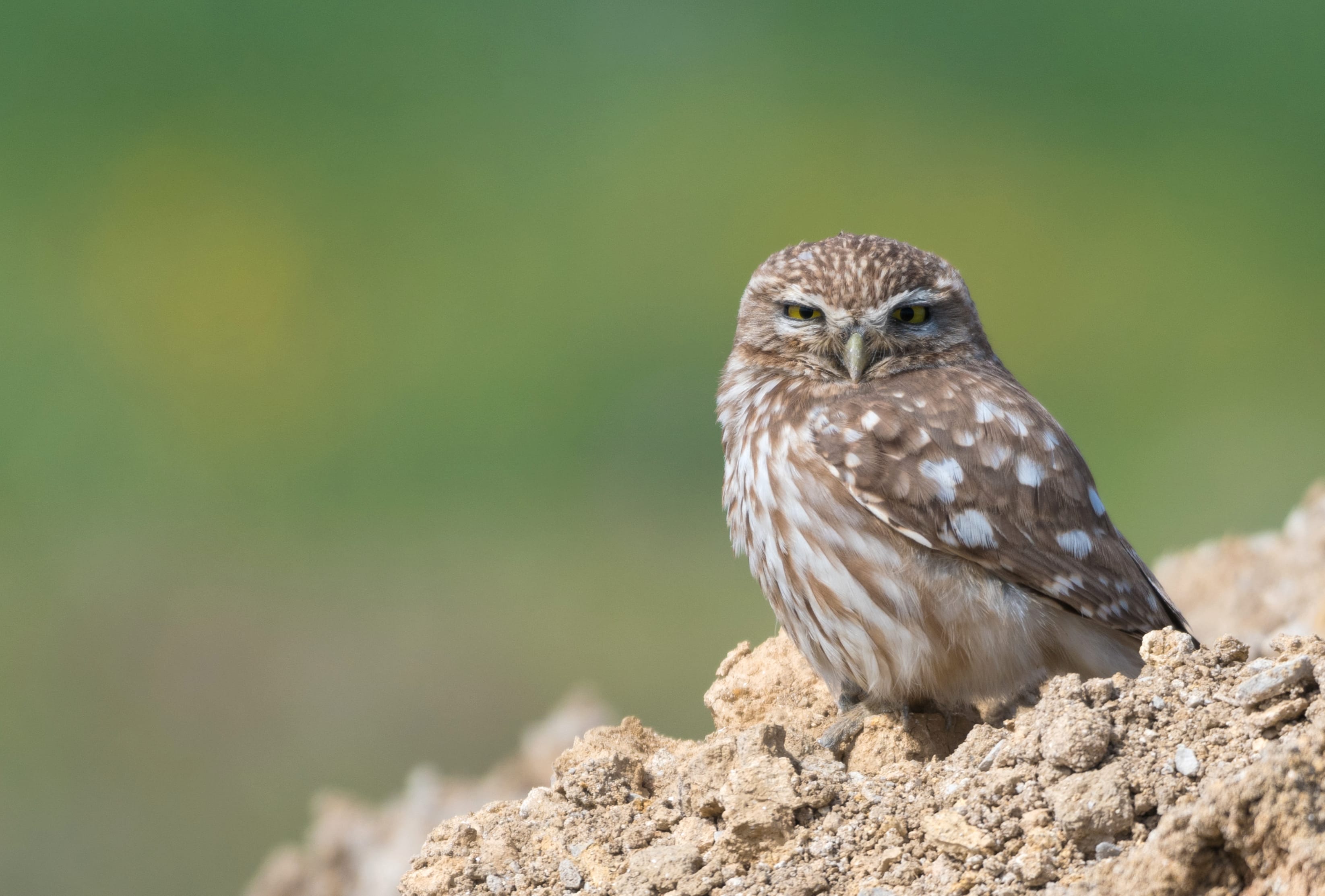 Little Owl Animal Owl wallpapers HD Little Owl Animal Owl wallpapers HD quality