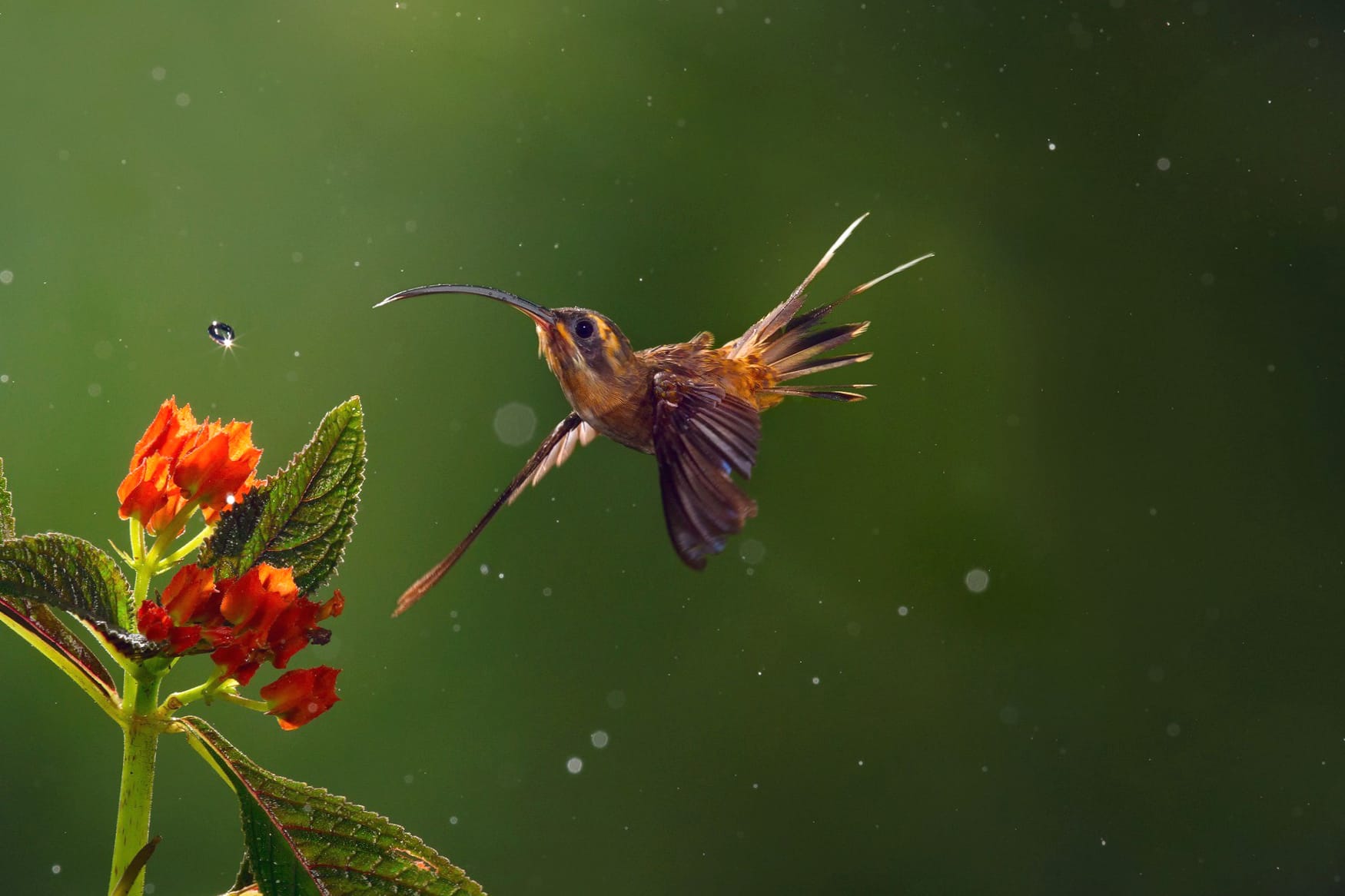 Long-Billed Hermit Hummingbird in Blossom wallpapers HD quality