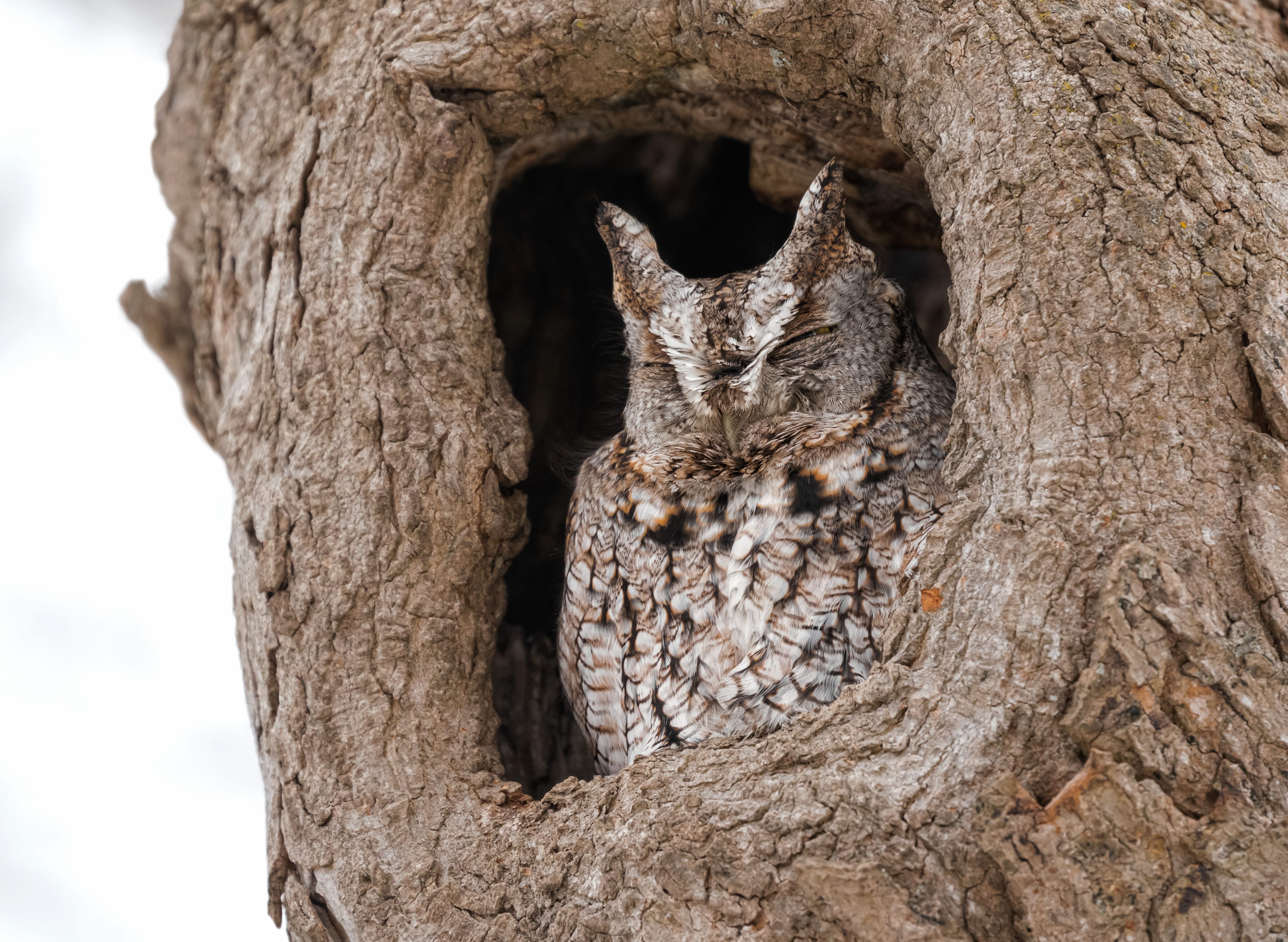 Long-eared Owl Animal Owl wallpapers HD quality