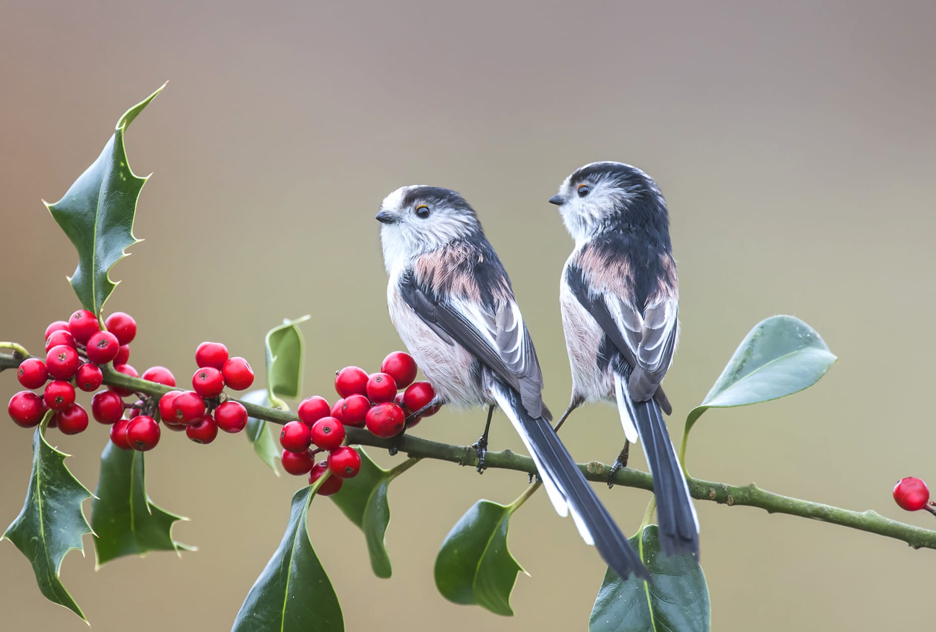 Long-tailed Tit Berry Bird Animal Titmouse at 1920 x 1080 HD size wallpapers HD quality