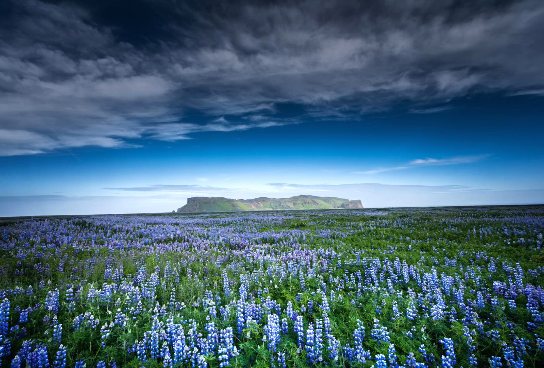 Lupine Field with Blue Sky wallpapers HD quality