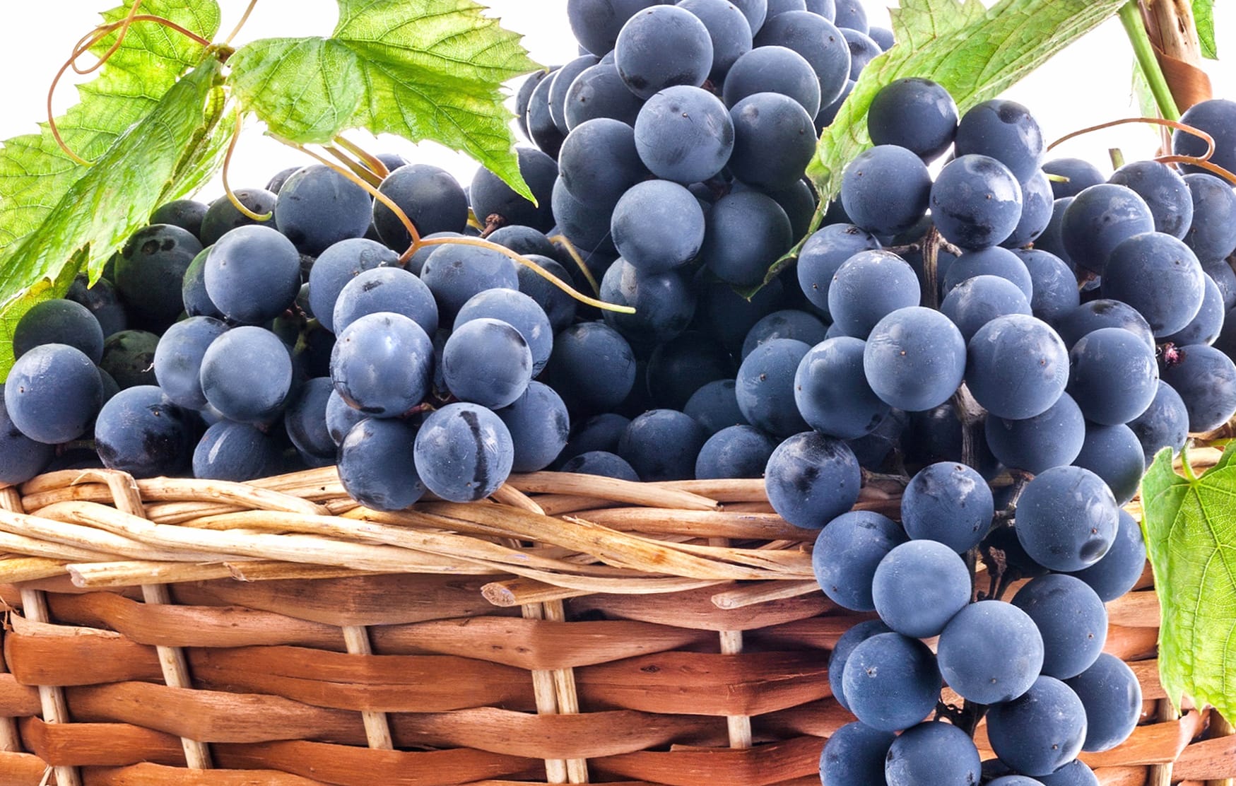 Lush Grape Harvest wallpapers HD quality