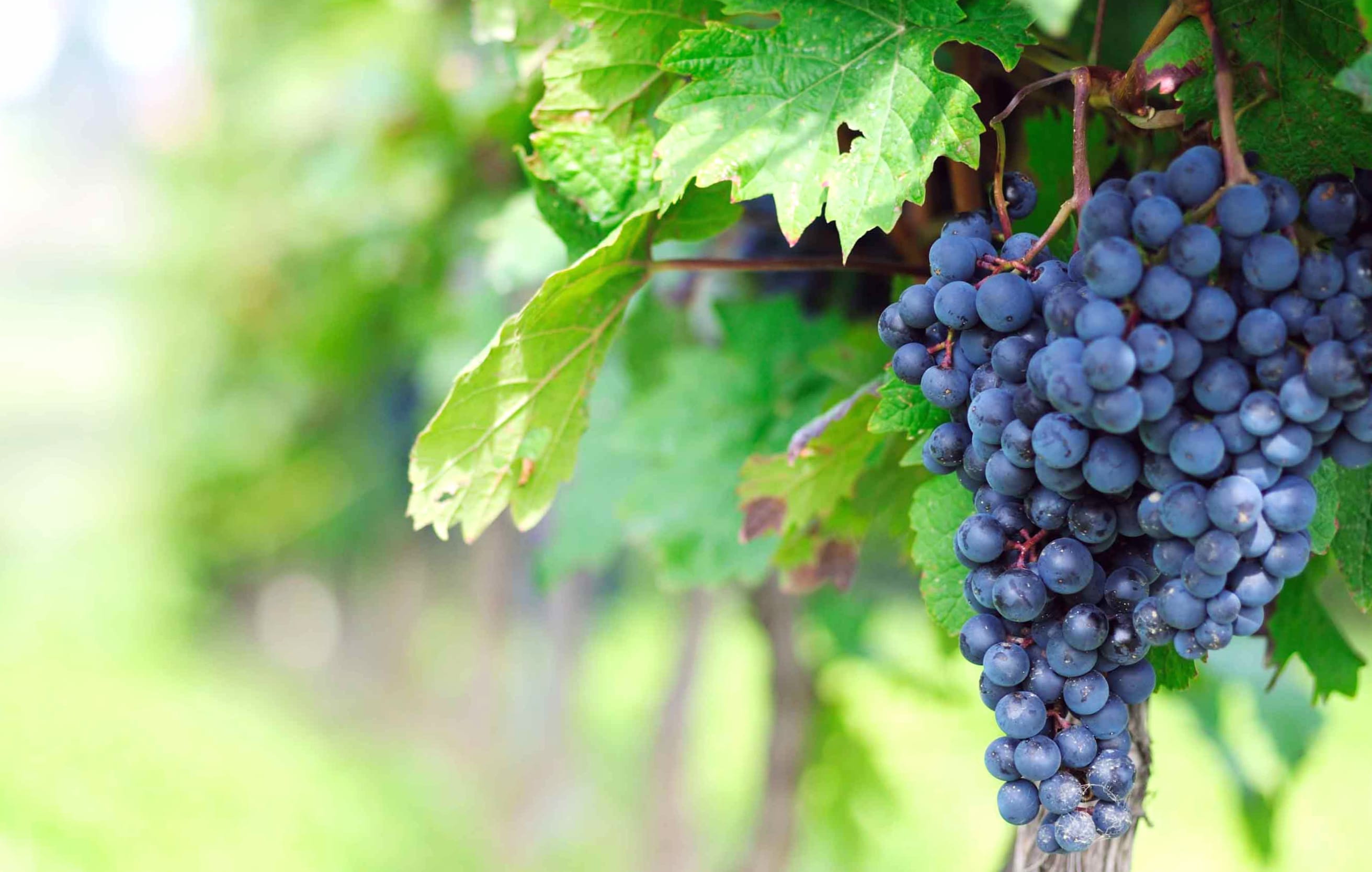 Lush Grapes Among Vibrant Green Foliage wallpapers HD quality