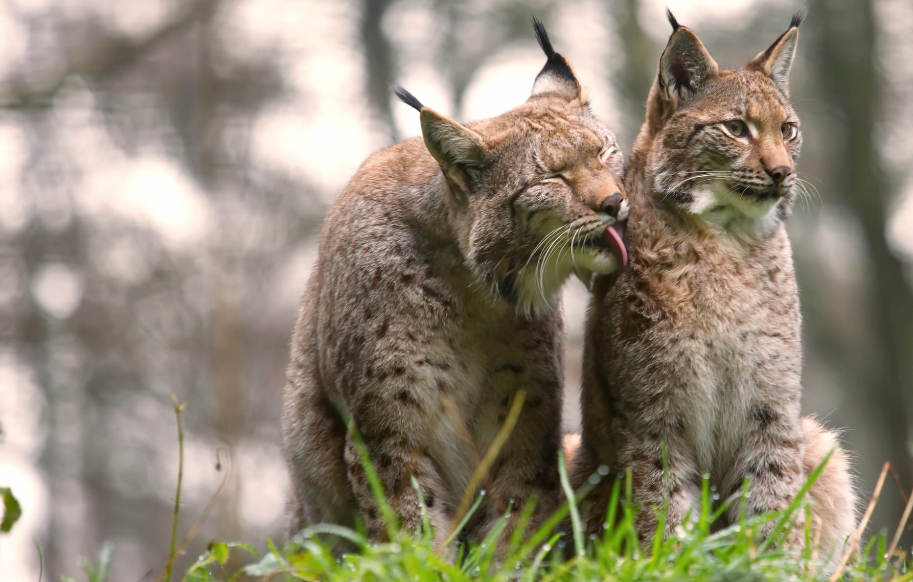 Lynx Companions in Nature - wallpapers HD quality