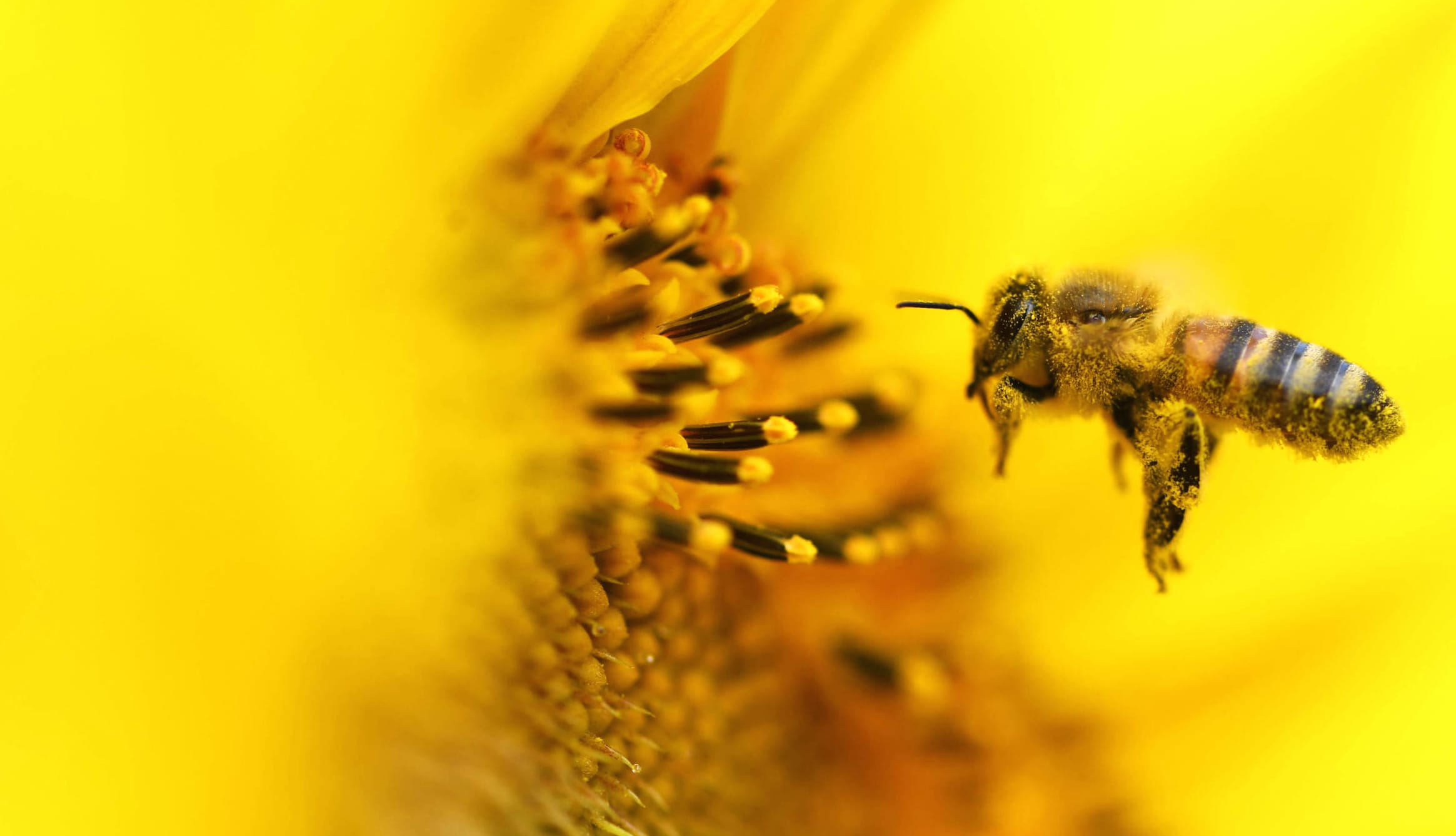 Macro Animal Bee wallpapers HD quality