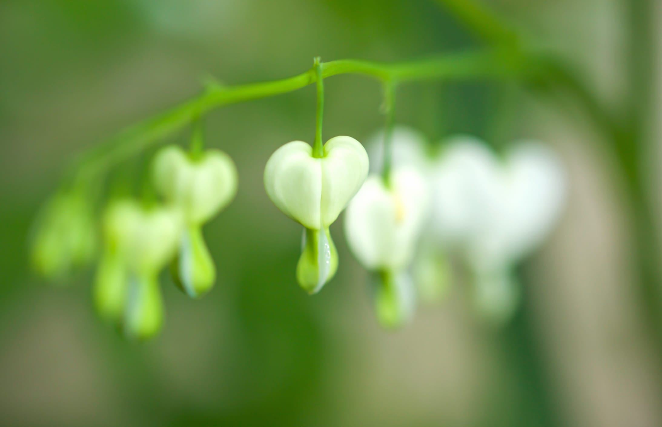 Macro Blue White Flower Flower Nature Bleeding Heart at 1366 x 768 HD size wallpapers HD quality