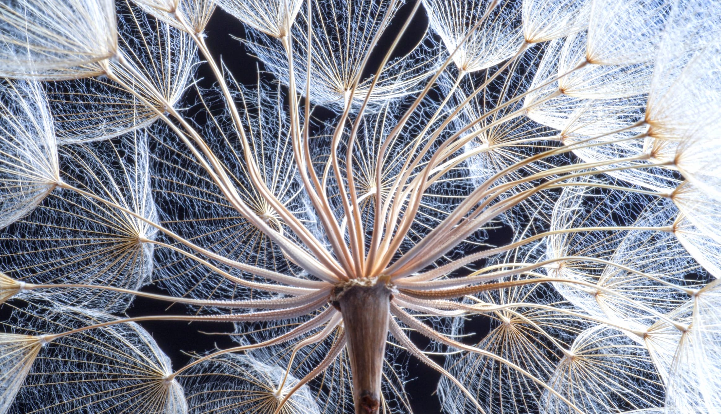 Macro Dandelion Nature Flower wallpapers HD quality