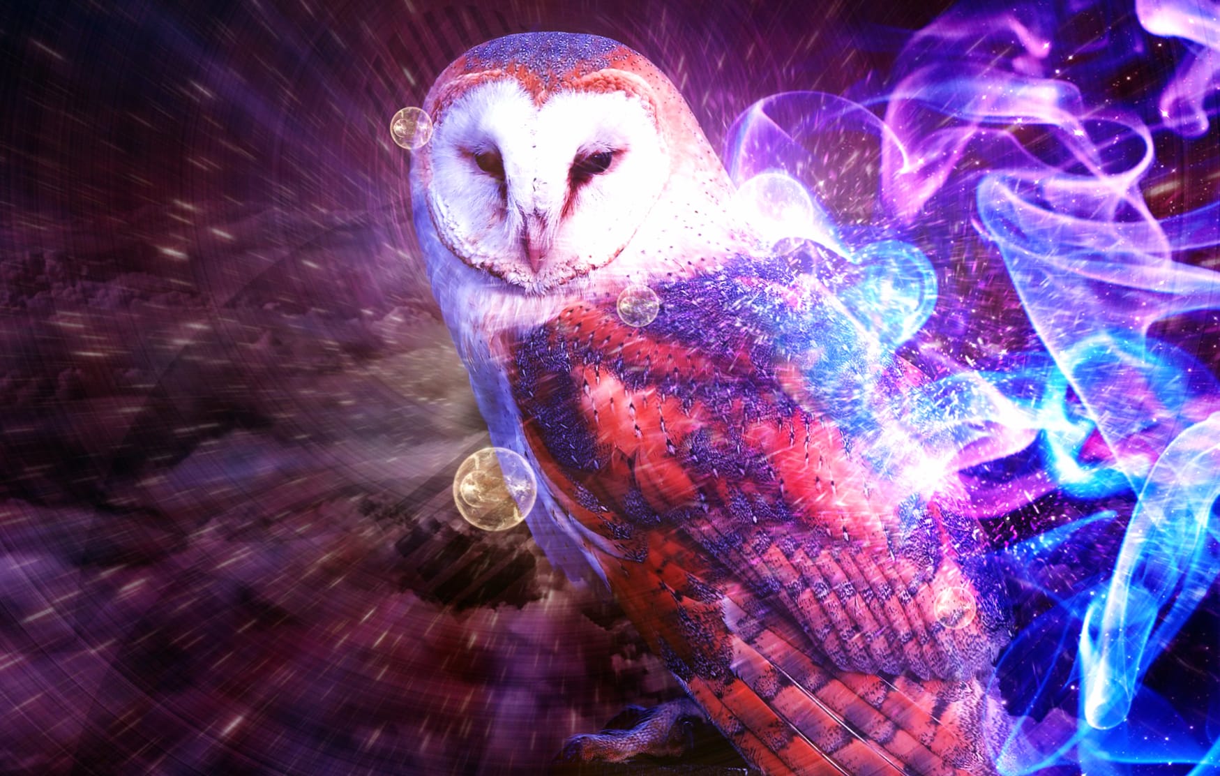 Magical Barn Owl wallpapers HD Magical Barn Owl wallpapers HD quality