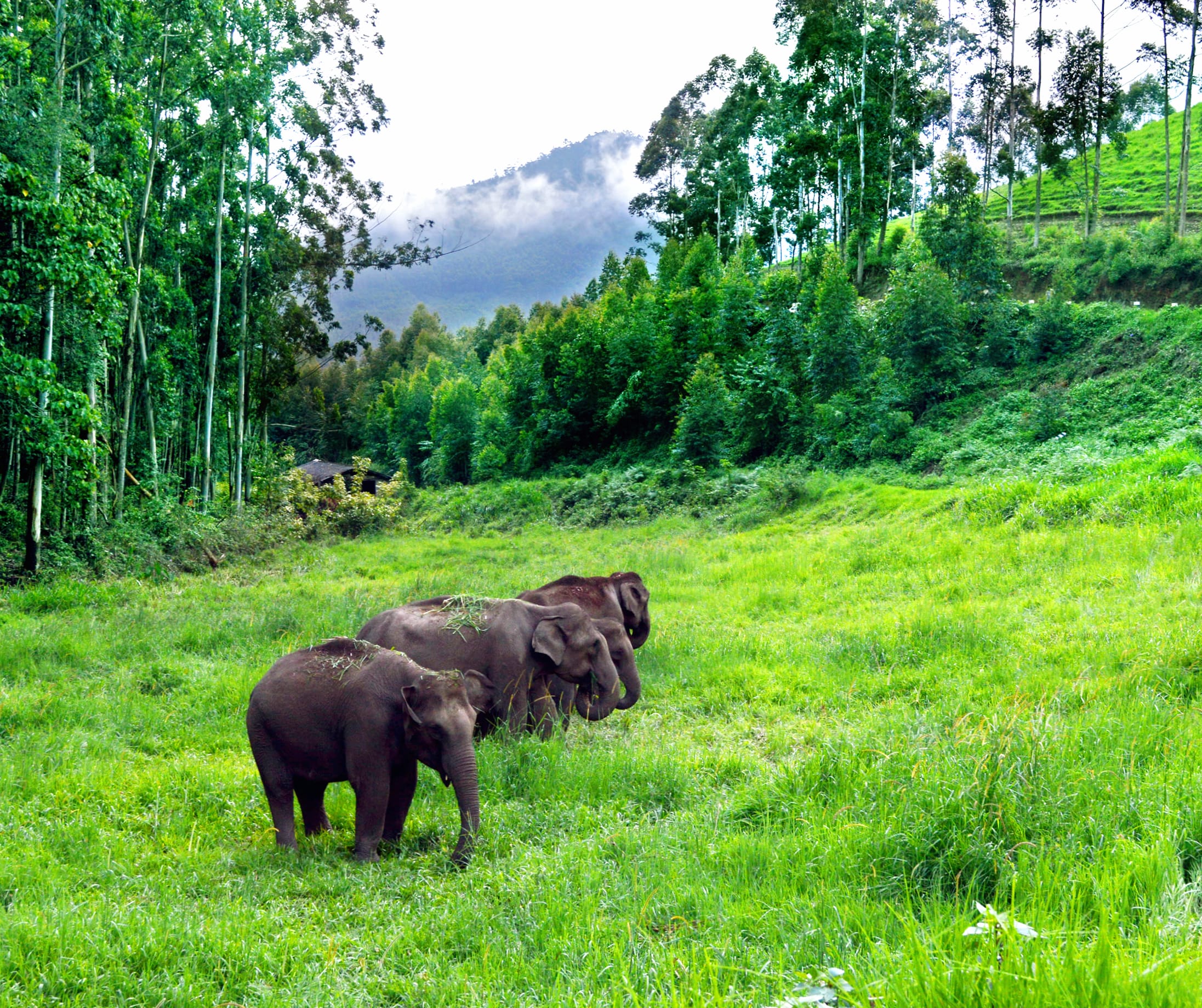 Majestic Asian Elephants in wallpapers HD Majestic Asian Elephants in wallpapers HD quality