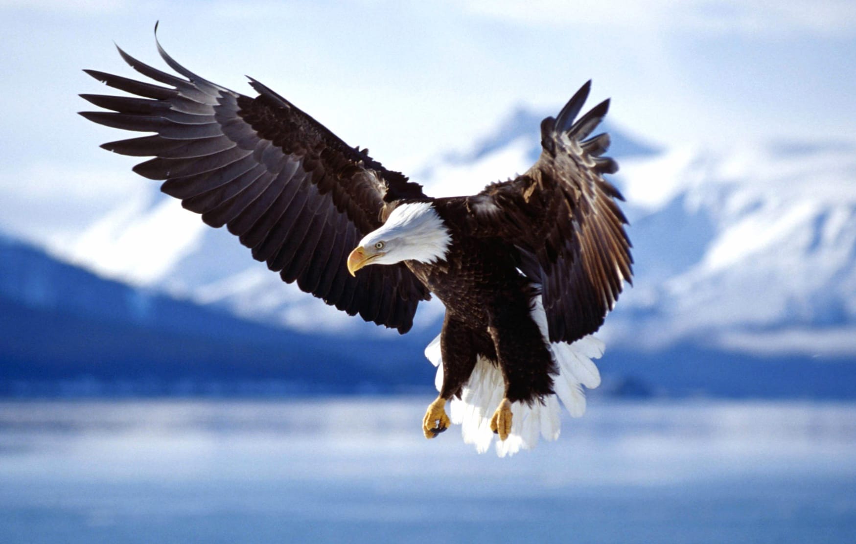 Majestic Bald Eagle at 1600 x 900 HD size wallpapers HD quality