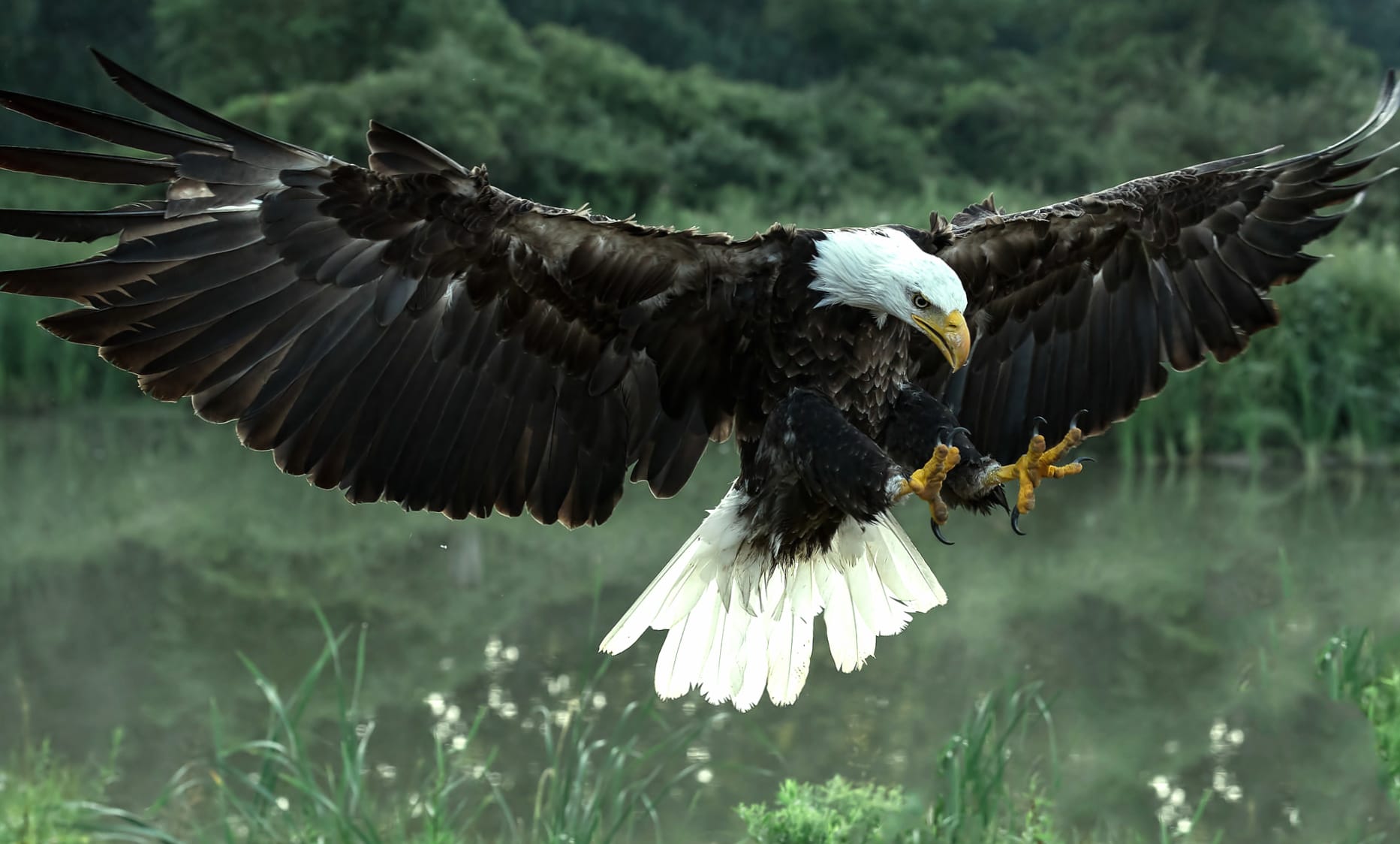 Majestic Bald Eagle in Flight - at 640 x 1136 iPhone 5 size wallpapers HD quality