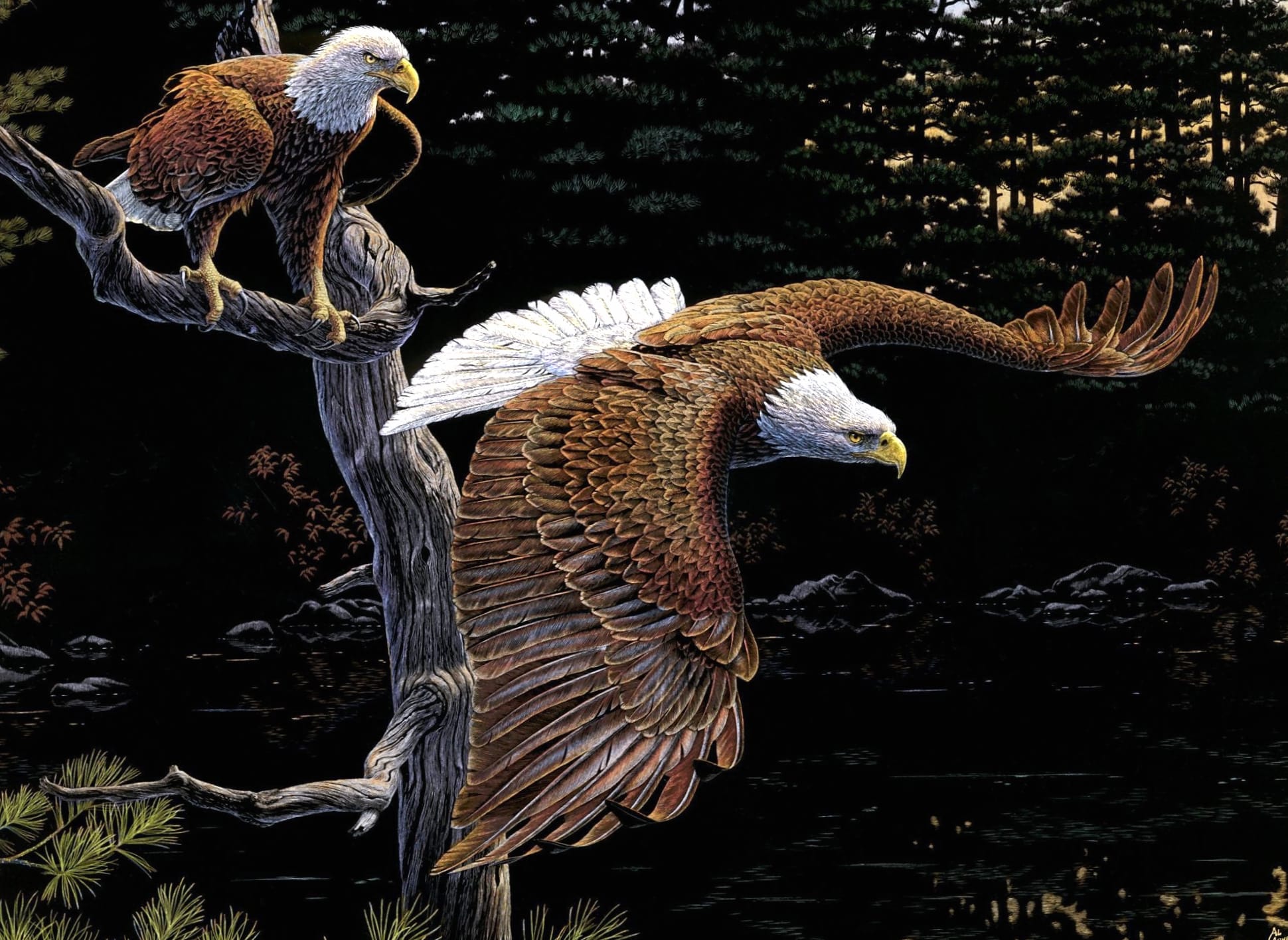 Majestic Bald Eagles - at 1152 x 864 size wallpapers HD quality