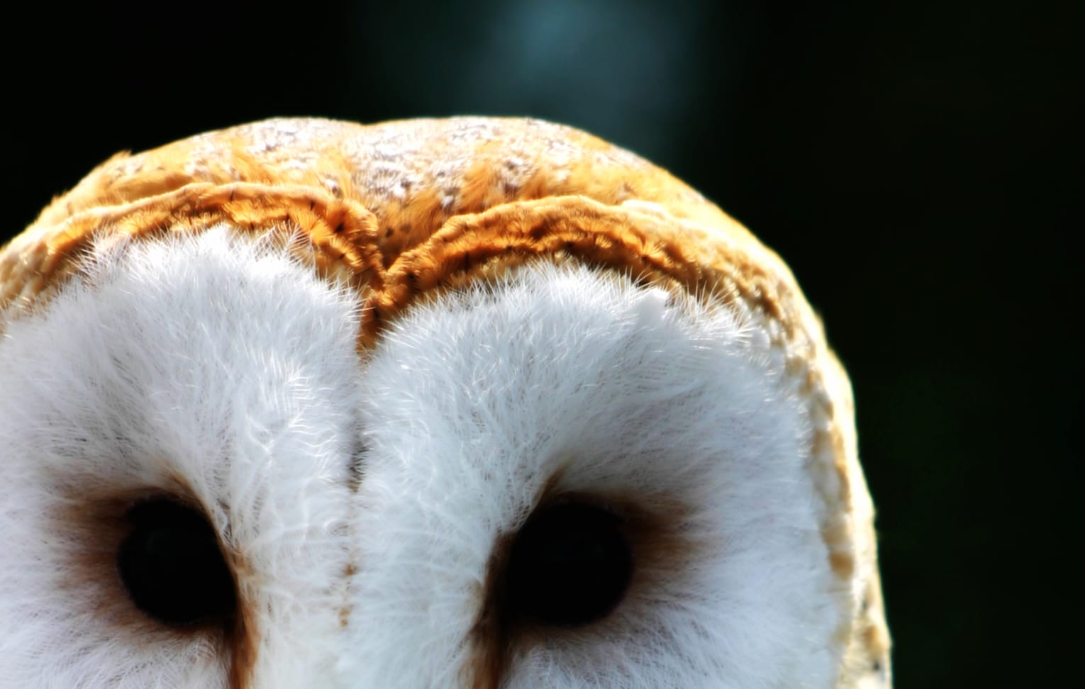 Majestic Barn Owl - wallpapers HD quality