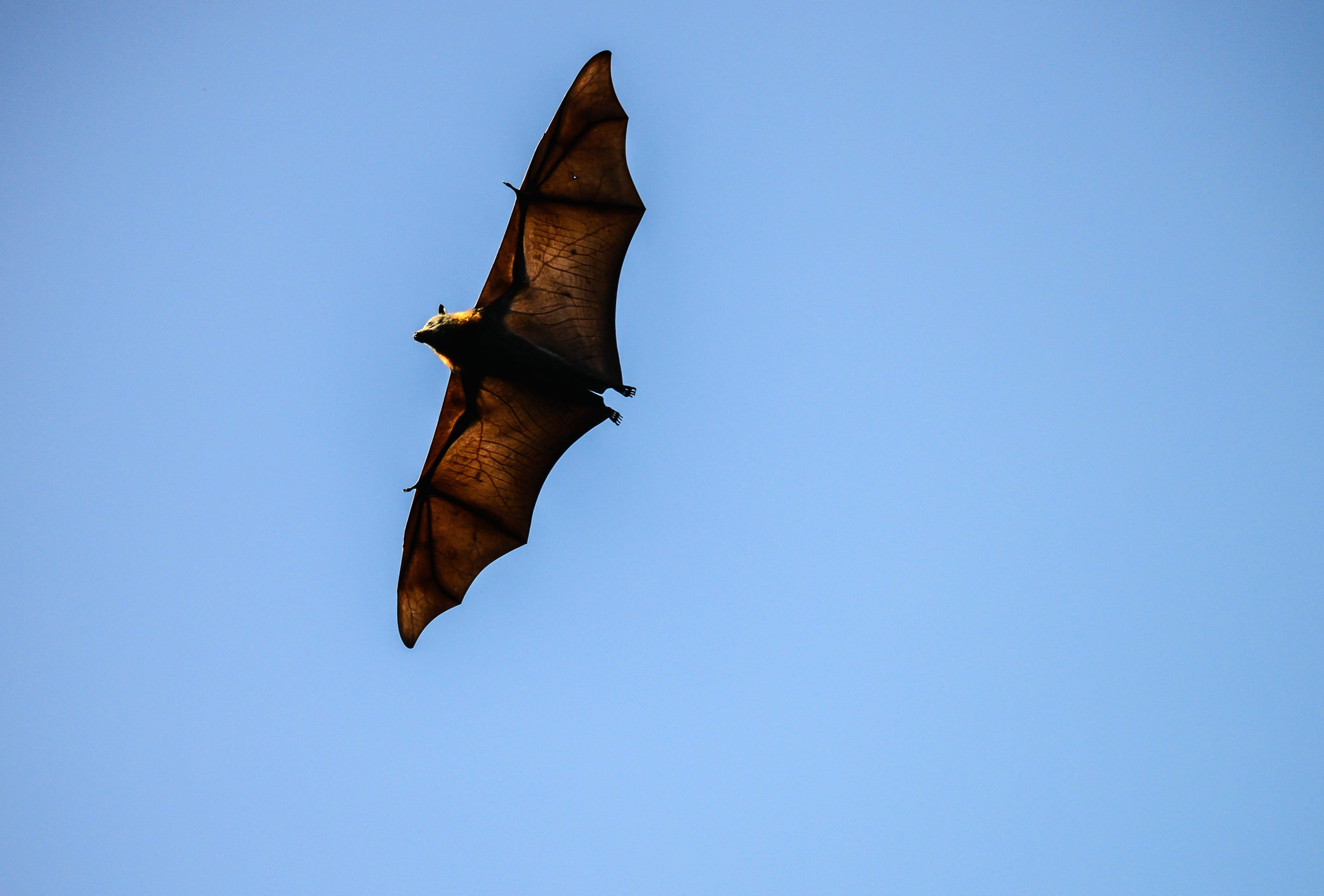Majestic Bat in Flight - wallpapers HD Majestic Bat in Flight - wallpapers HD quality