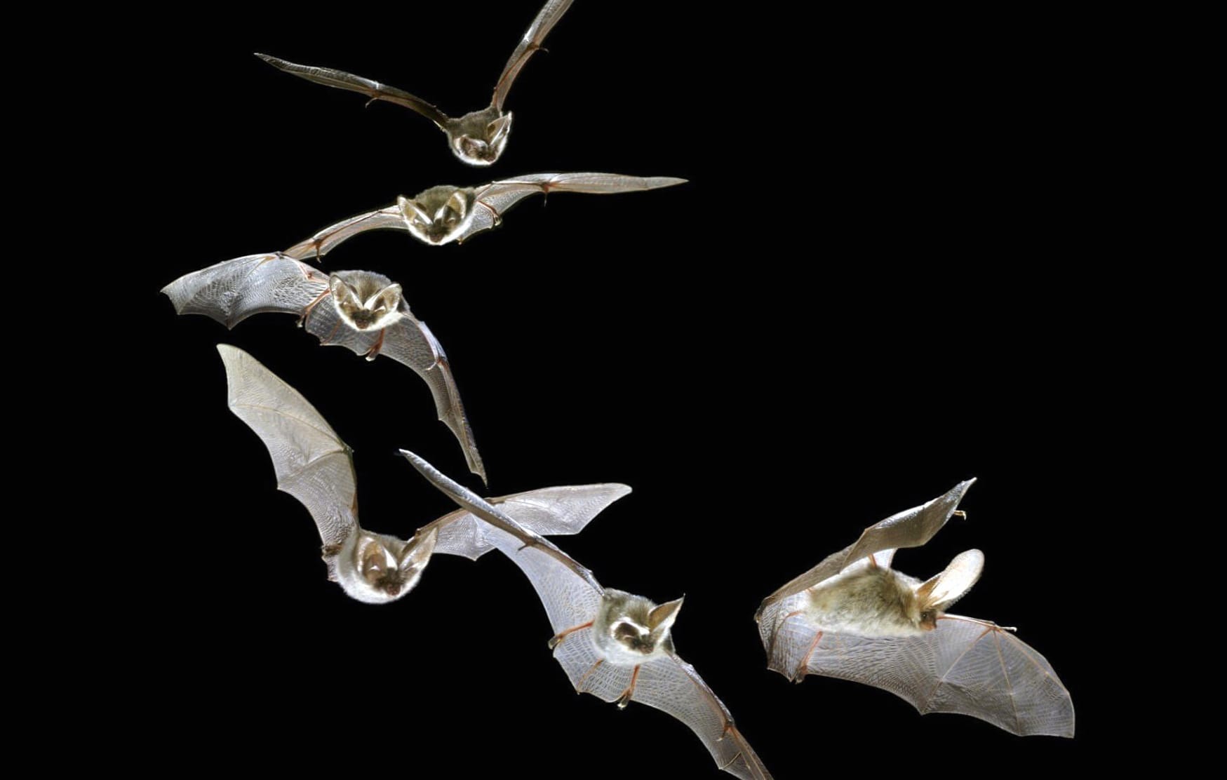 Majestic Bats in Flight at 640 x 1136 iPhone 5 size wallpapers HD quality