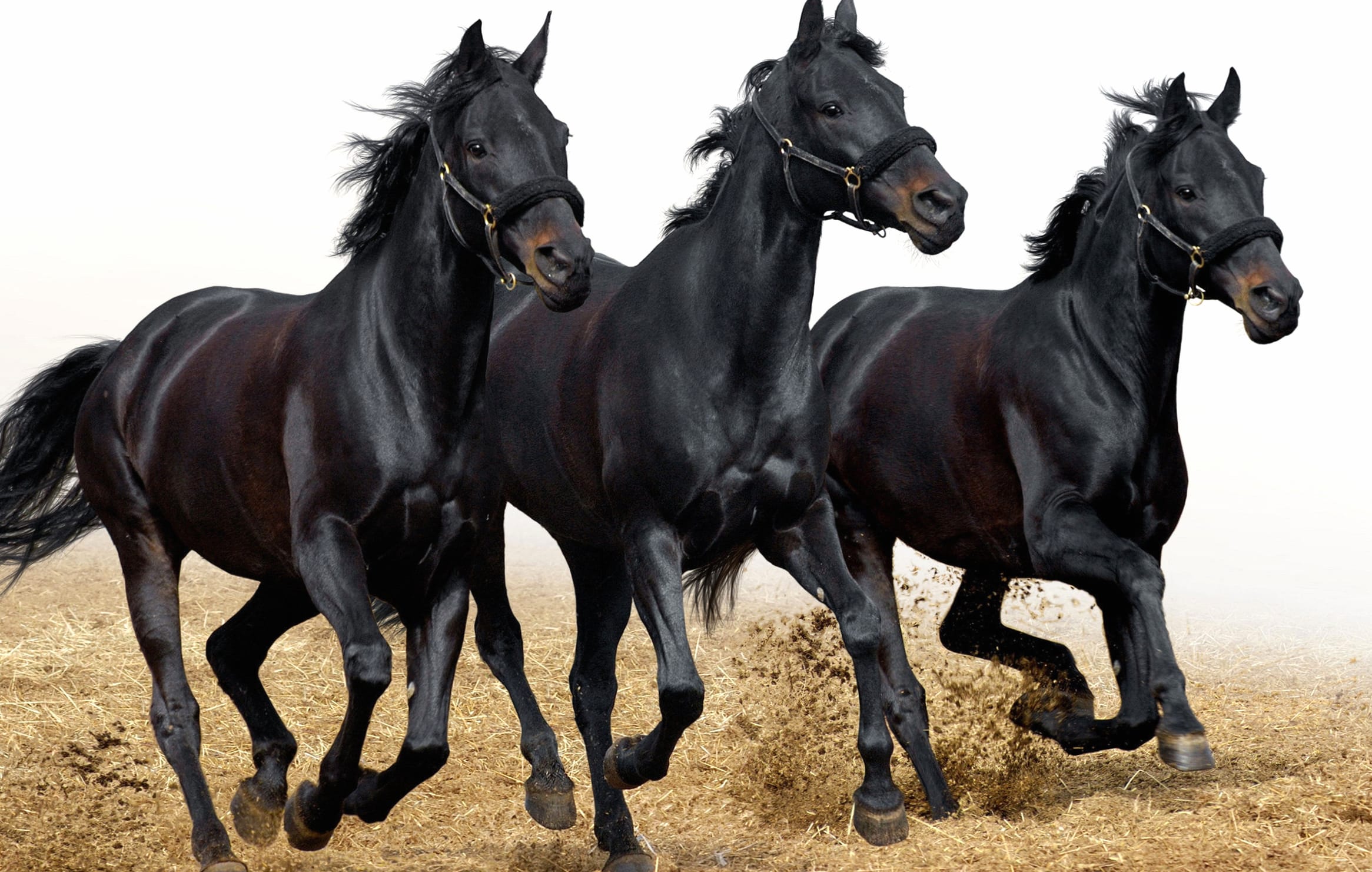 Majestic Black Horses - wallpapers HD Majestic Black Horses - wallpapers HD quality