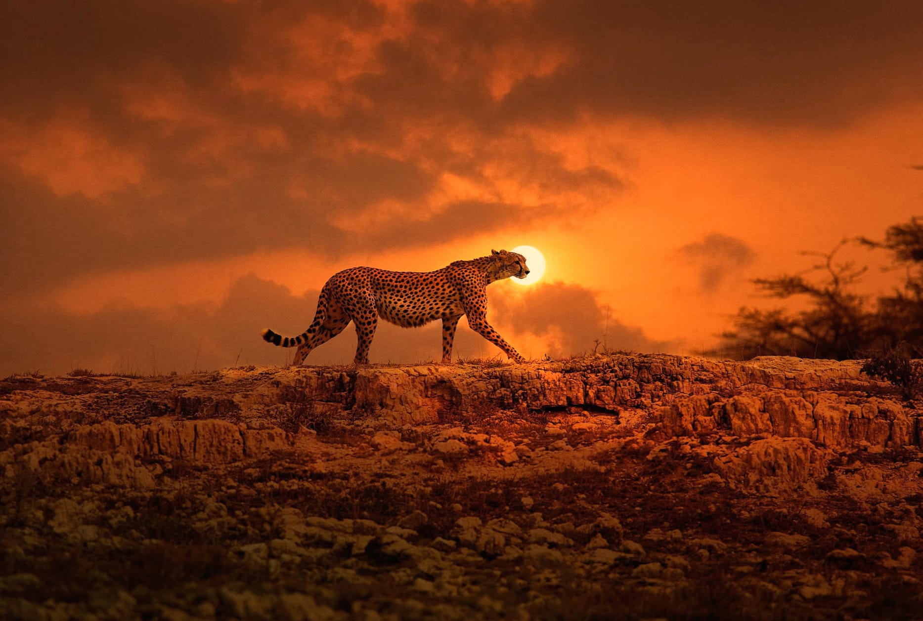 Majestic Cheetah at Sunset - at 1152 x 864 size wallpapers HD quality