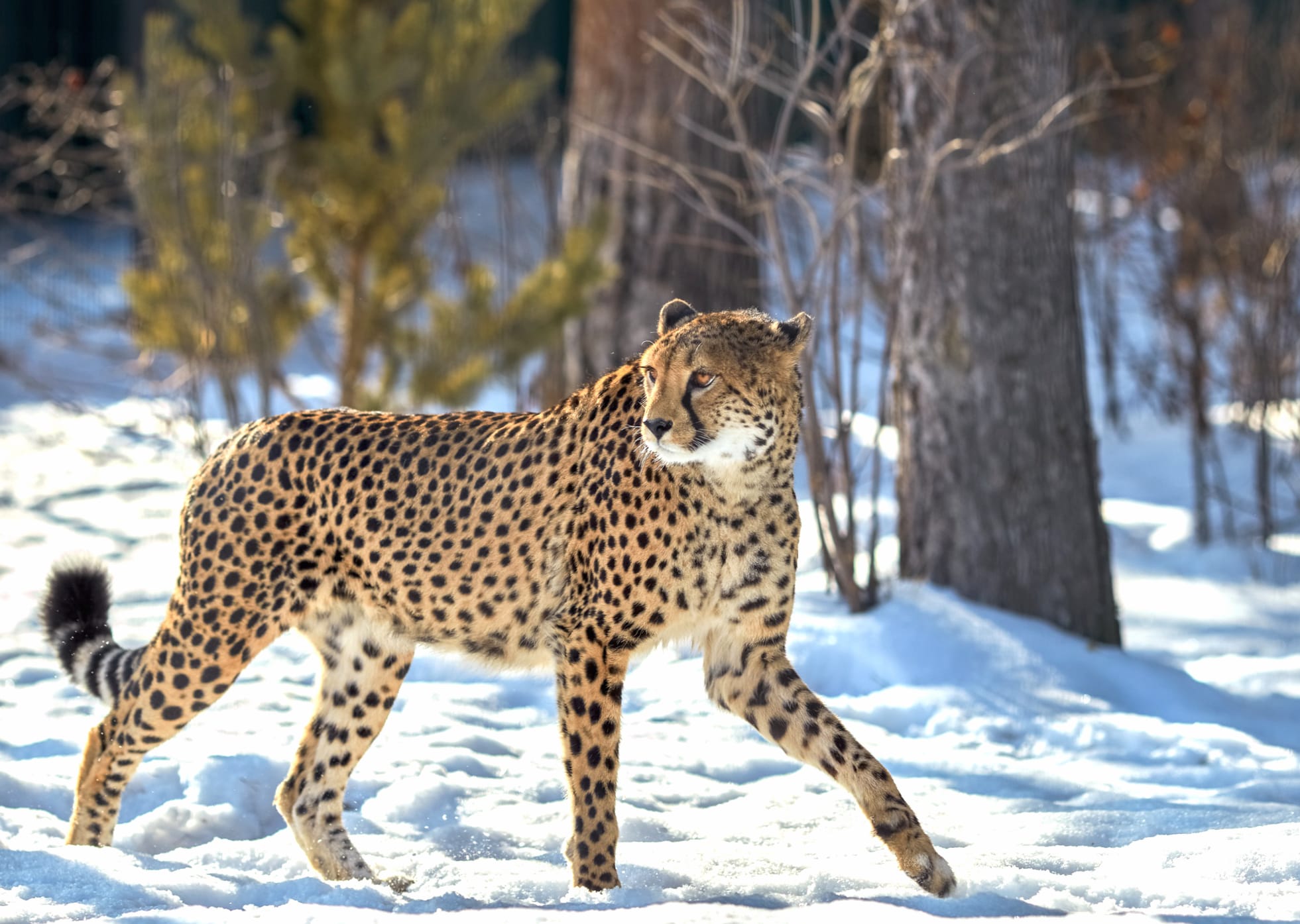 Majestic Cheetah in Snow - at 1152 x 864 size wallpapers HD quality