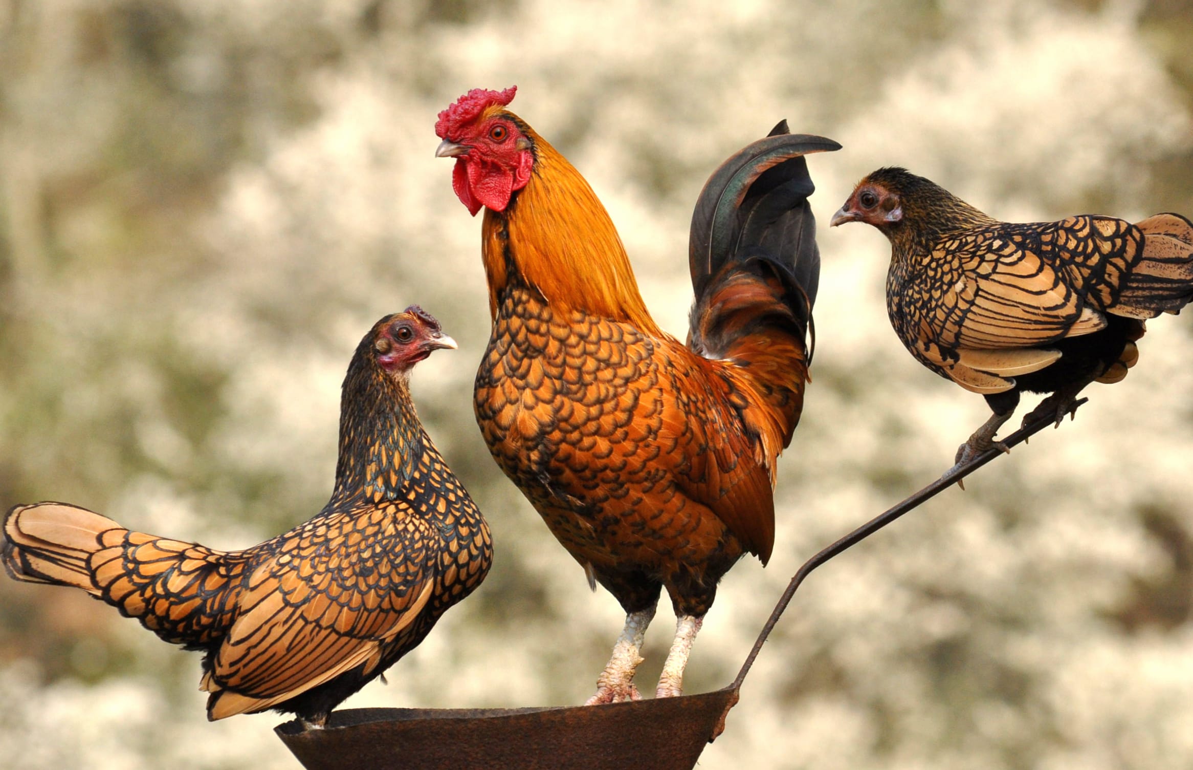 Majestic Chickens - at 640 x 960 iPhone 4 size wallpapers HD quality