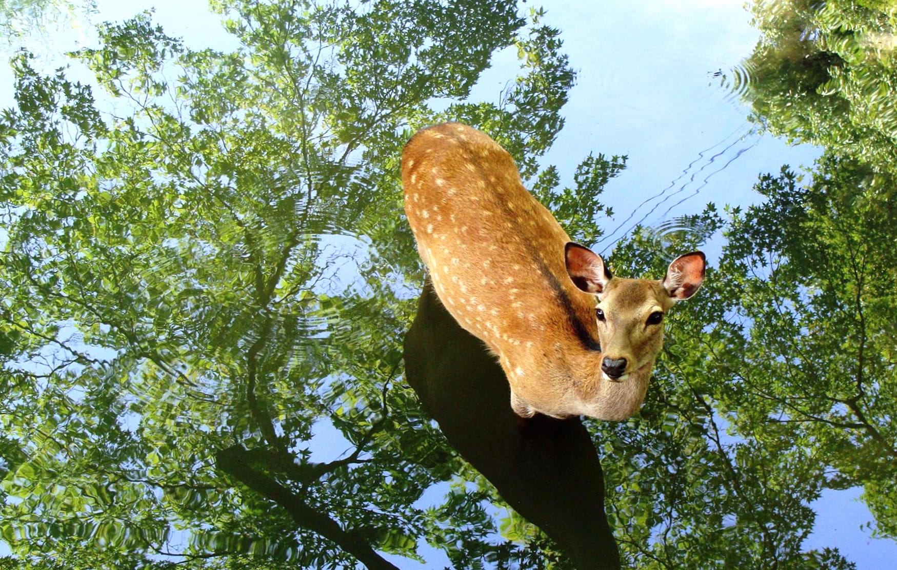 Majestic Deer Reflection in Japan - wallpapers HD quality