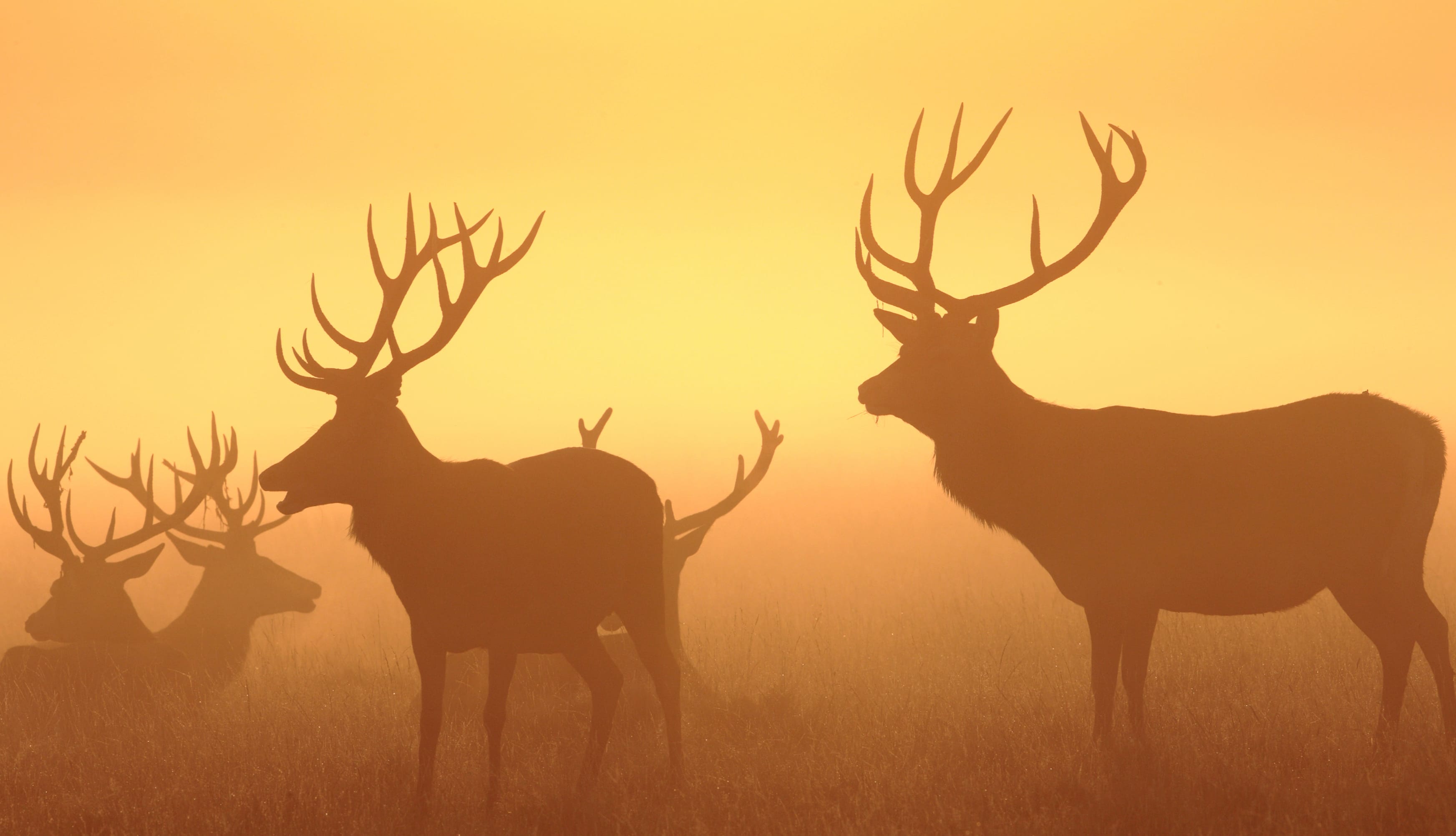 Majestic Deer Silhouettes - wallpapers HD quality