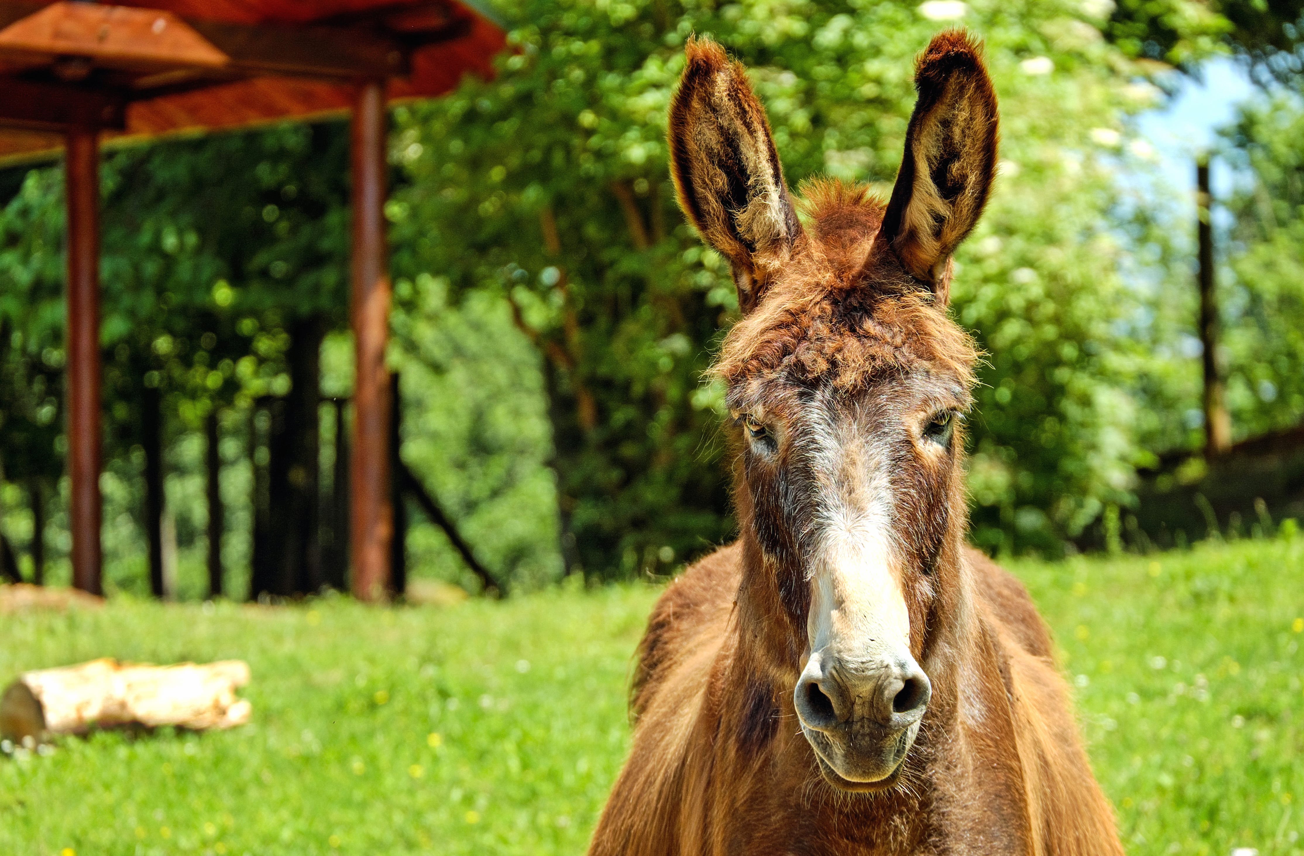 Majestic Donkey in HD wallpapers HD quality