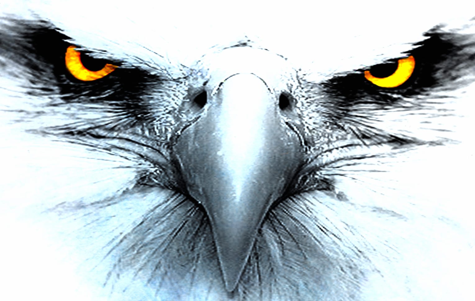 Majestic Eagle at 1280 x 960 size wallpapers HD quality