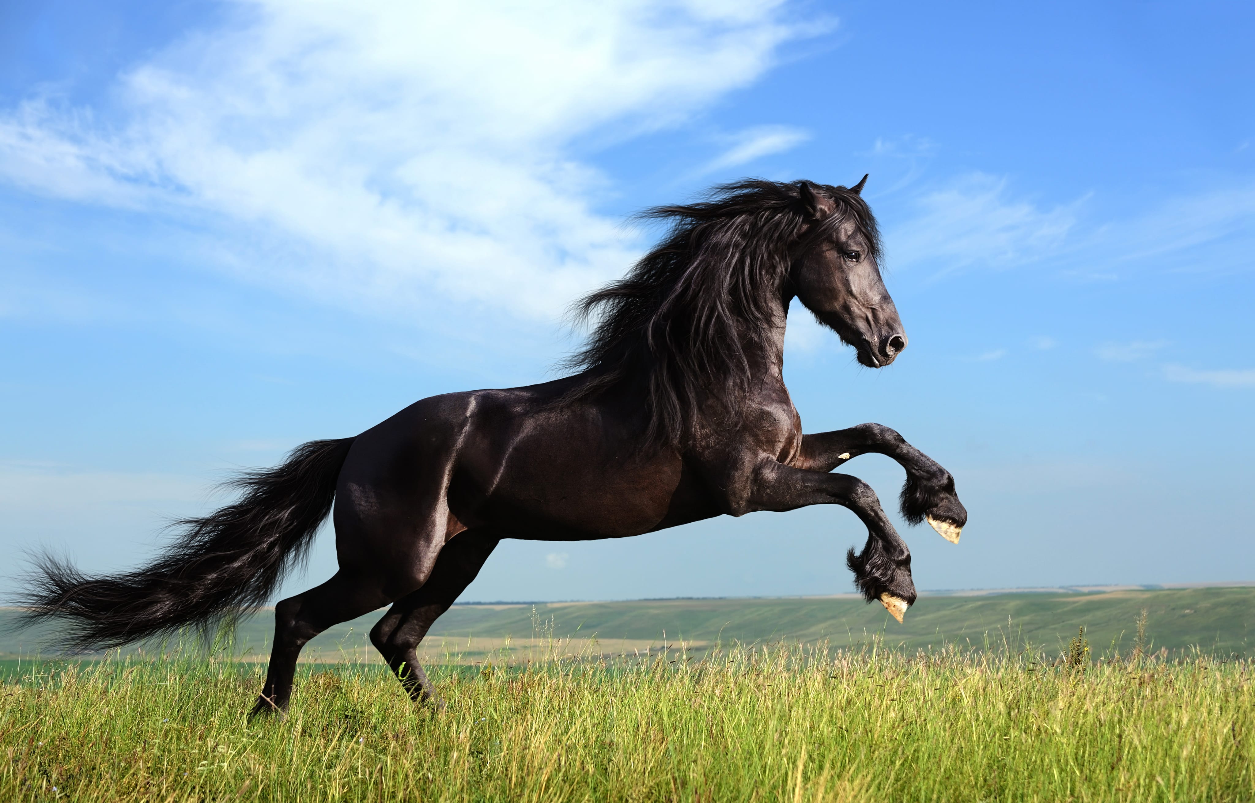 Majestic Friesian Horse in wallpapers HD quality