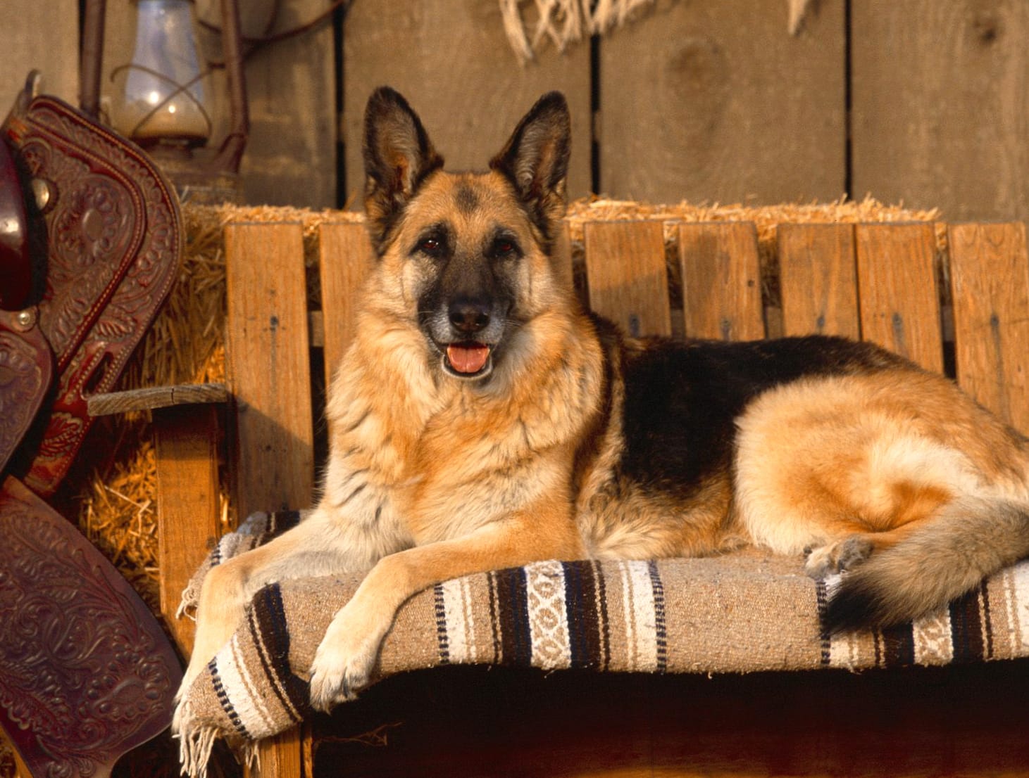 Majestic German Shepherd at 1366 x 768 HD size wallpapers HD quality