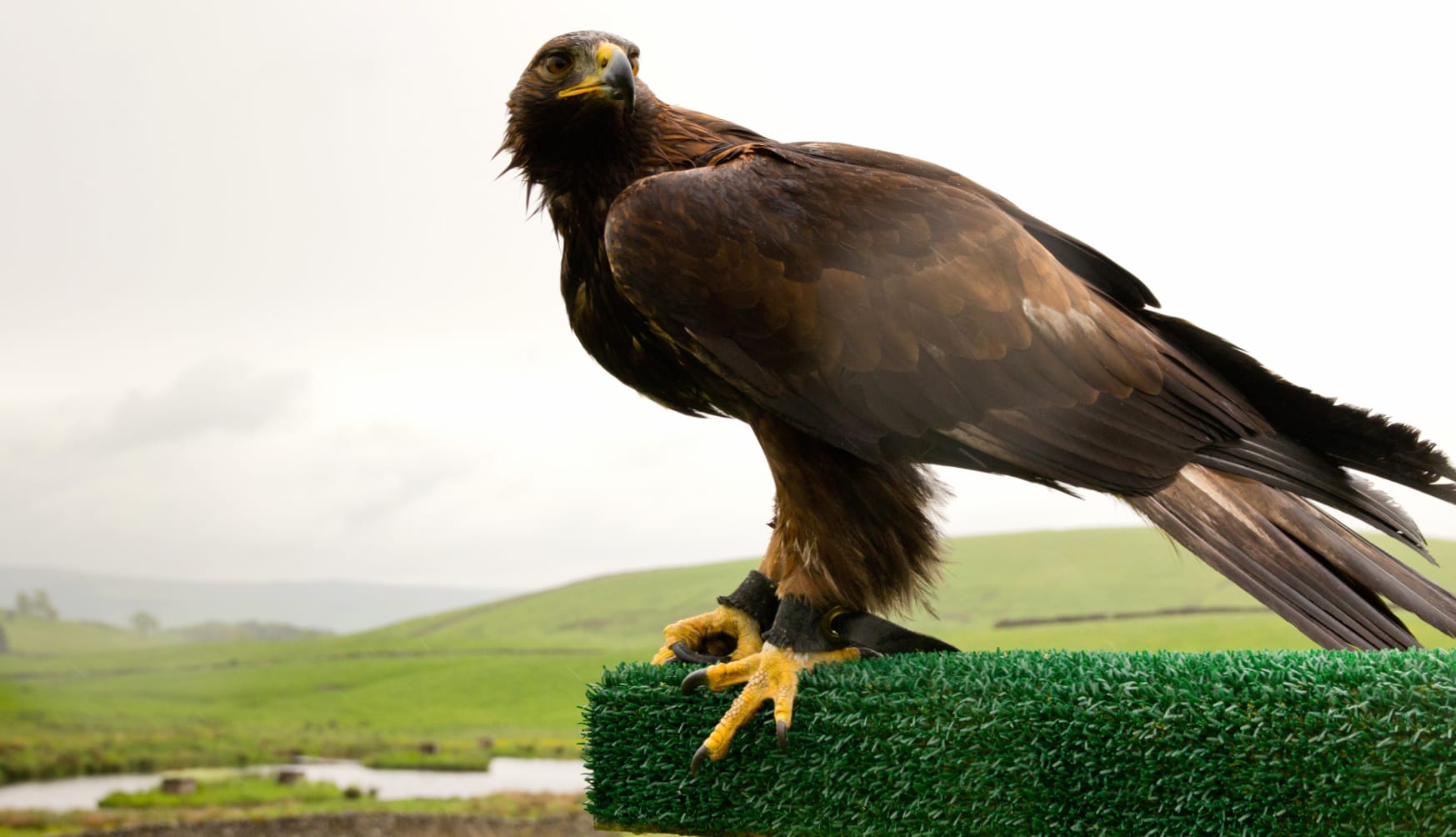 Majestic Golden Eagle at 640 x 1136 iPhone 5 size wallpapers HD quality