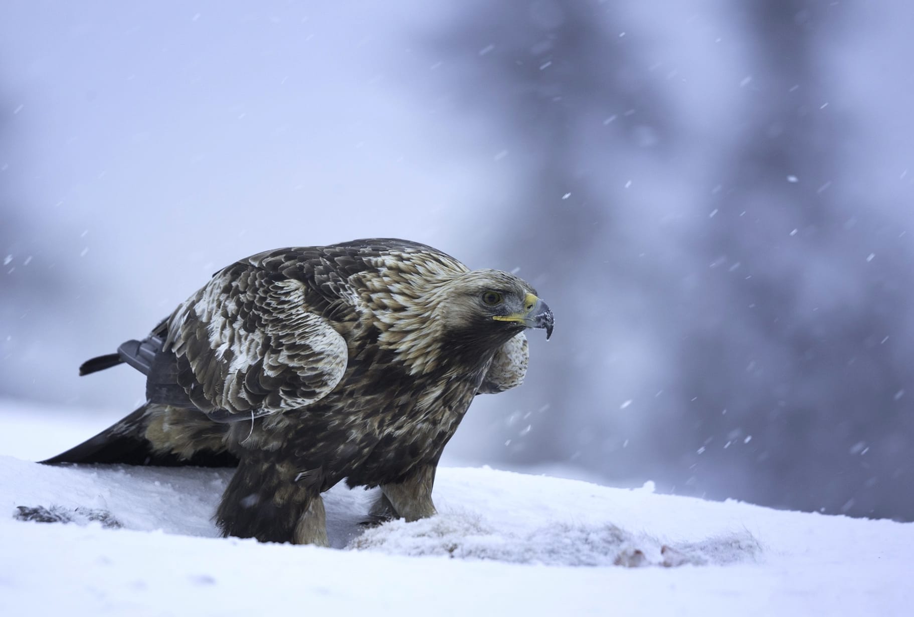 Majestic Golden Eagle in Winter wallpapers HD quality