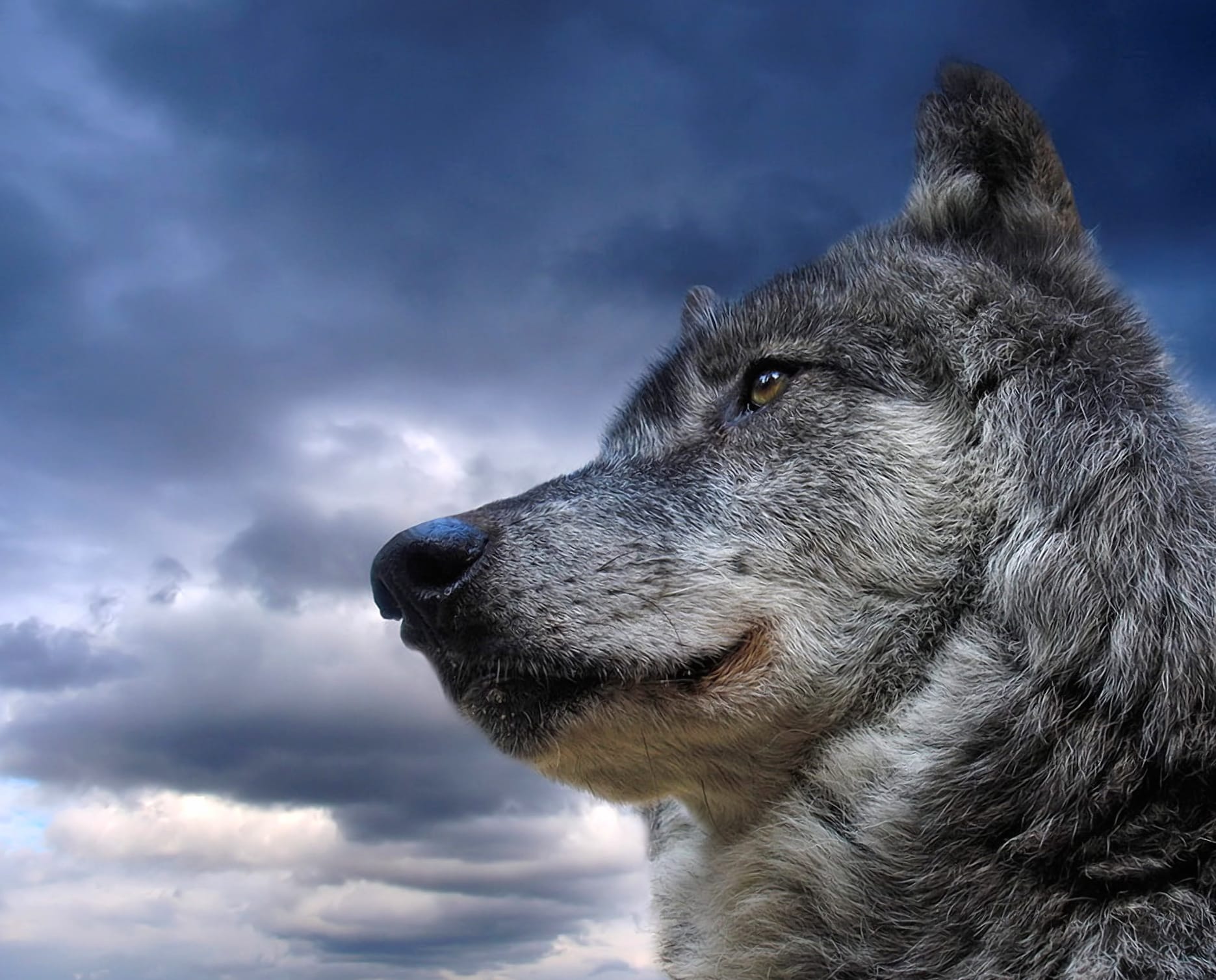 Majestic Gray Wolf - wallpapers HD quality