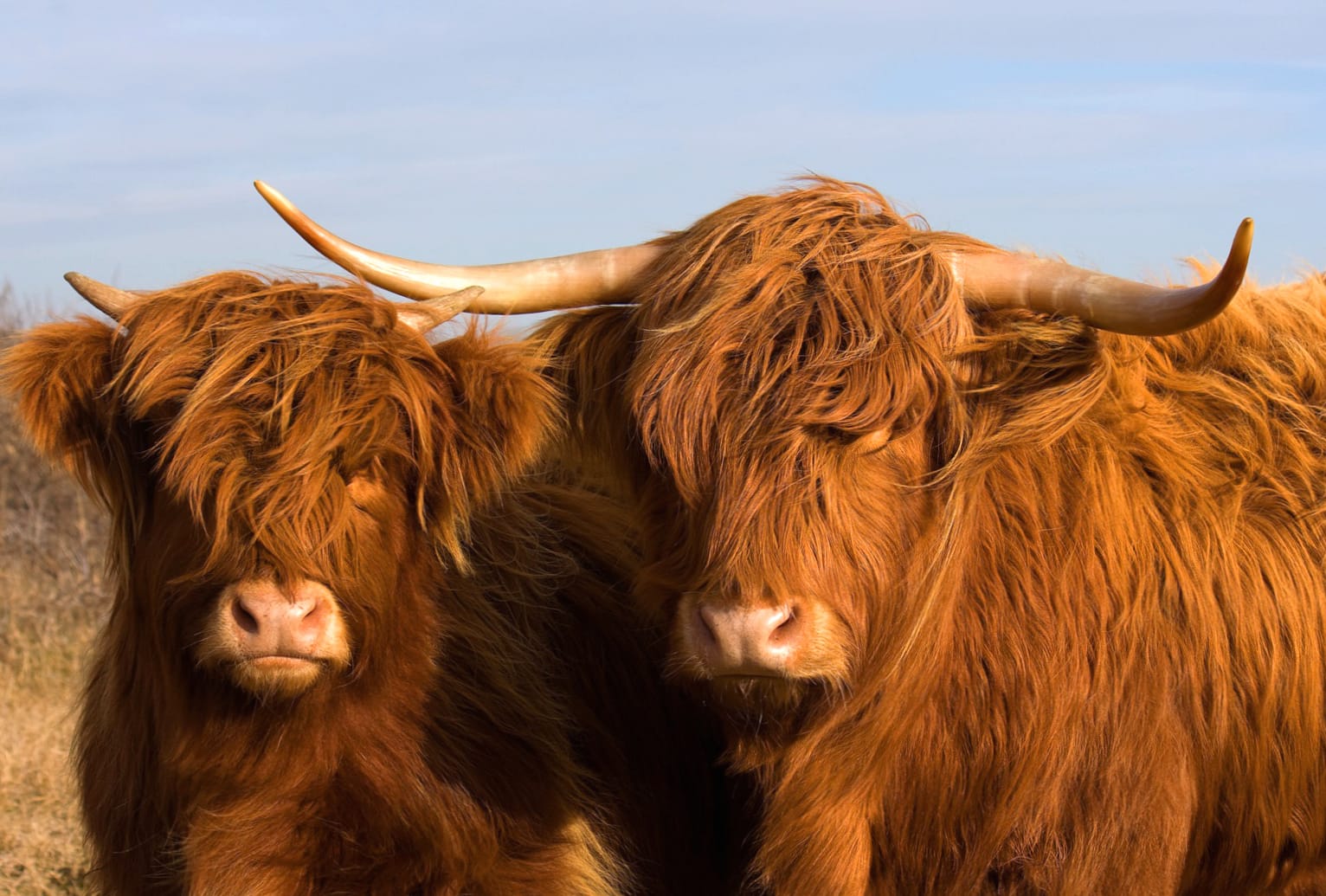 Majestic Highland Cattle at 640 x 960 iPhone 4 size wallpapers HD quality