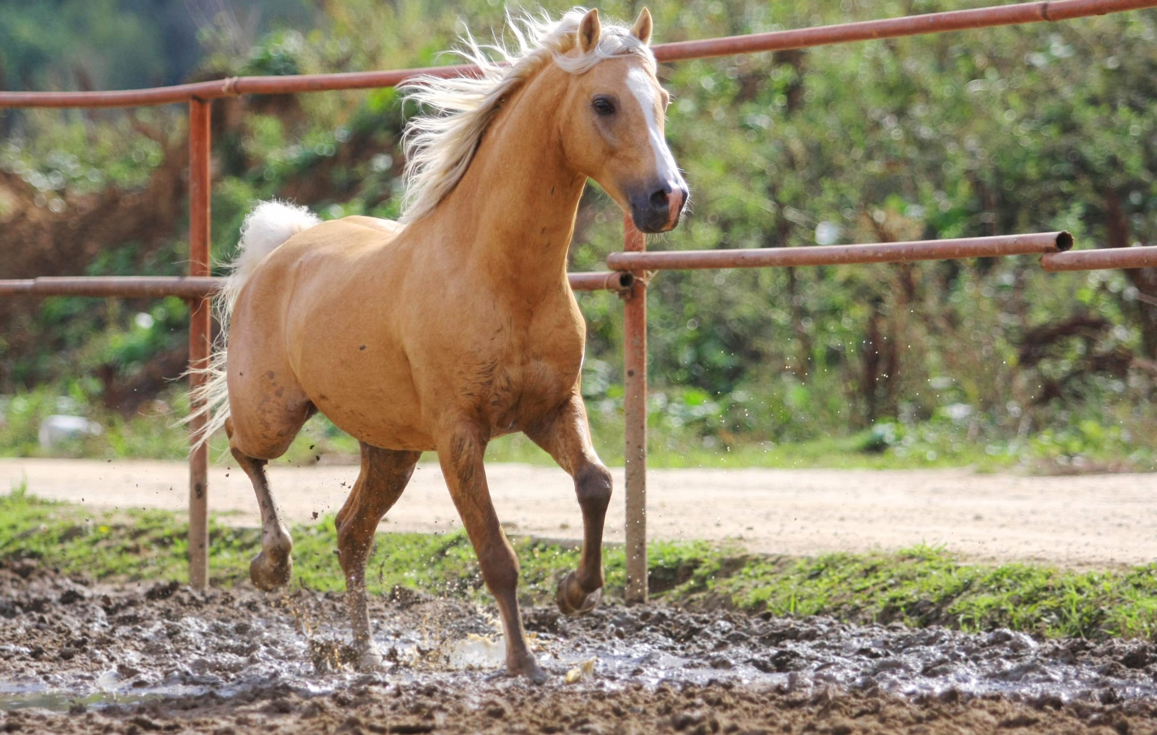 Majestic Horse at 640 x 1136 iPhone 5 size wallpapers HD quality